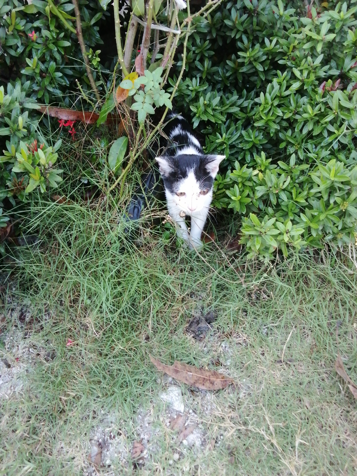 A black and white cat with light brown eyes is standing in the grass in front of a dense green bush. The cat has a bell on its collar. There are a few dead leaves on the ground. The scene is outdoors.