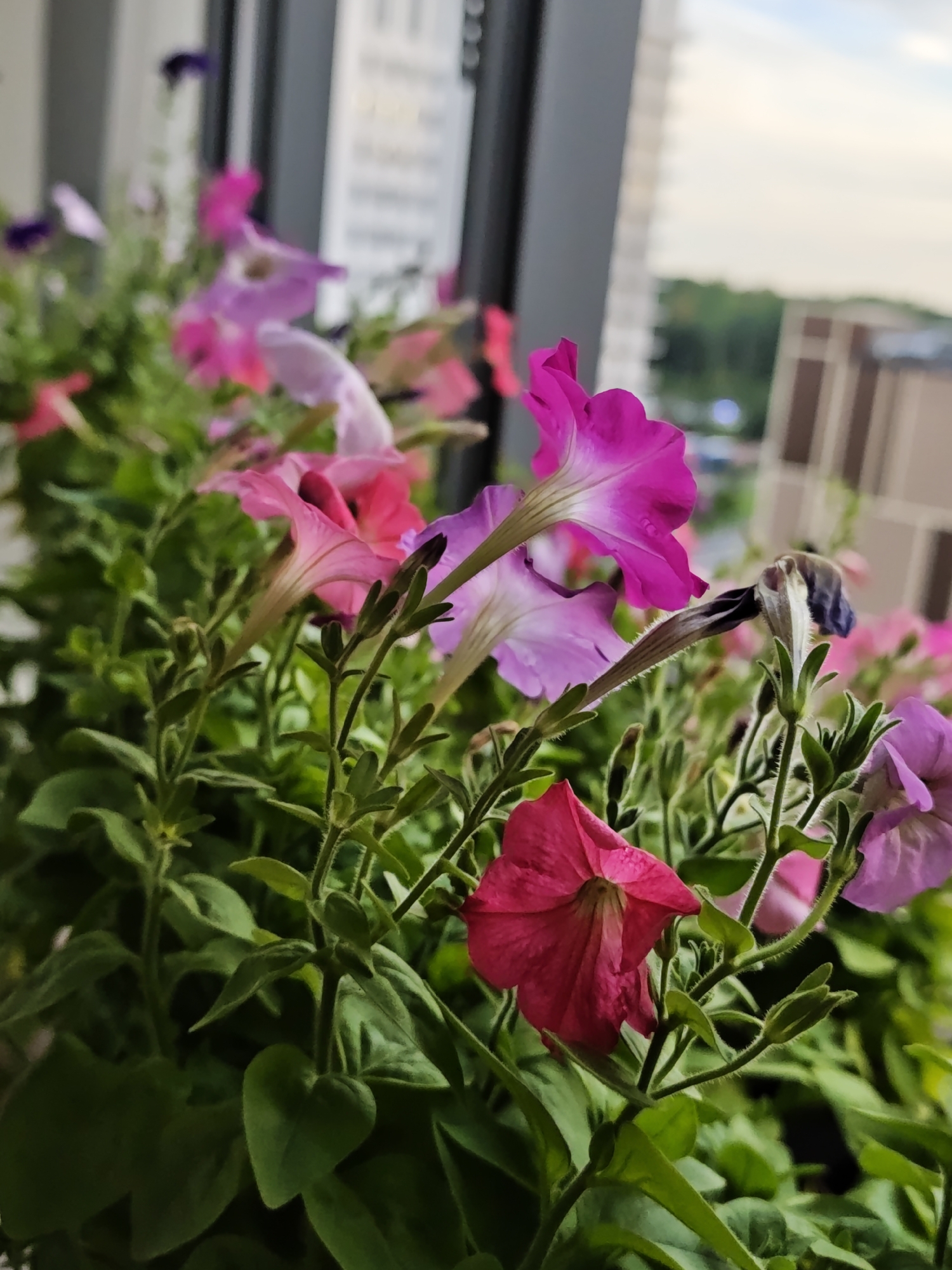 The image displays a close-up view of a planter filled with blooming petunias of various shades of pink and purple, set against an urban backdrop. The flowers are in focus, with their delicate petals and green foliage dominating the foreground. In the blurred background, hints of buildings and trees suggest an outdoor urban setting, possibly a balcony or window ledge overlooking a cityscape. The lighting suggests it is daytime, perhaps late afternoon or early evening, given the soft, diffused light. There are no people or discernible actions depicted in the scene. The location is identified as Saint Petersburg, Russia.