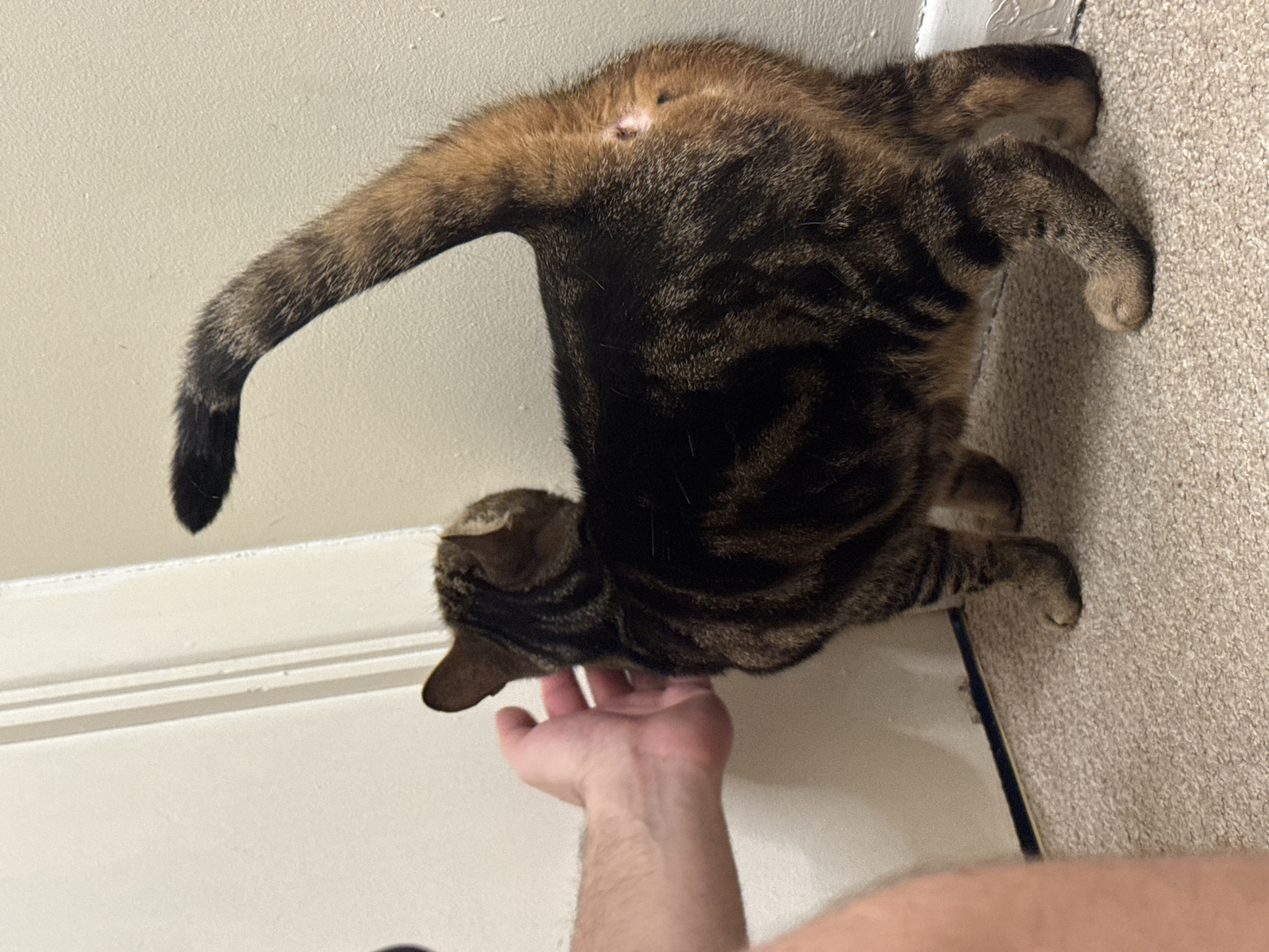 A person's hand touches the head of a tabby cat. The cat is dark brown and black and is in front of a white door frame and a light tan carpet. The photo was taken indoors. The city and country in which this photograph was taken are unknown.