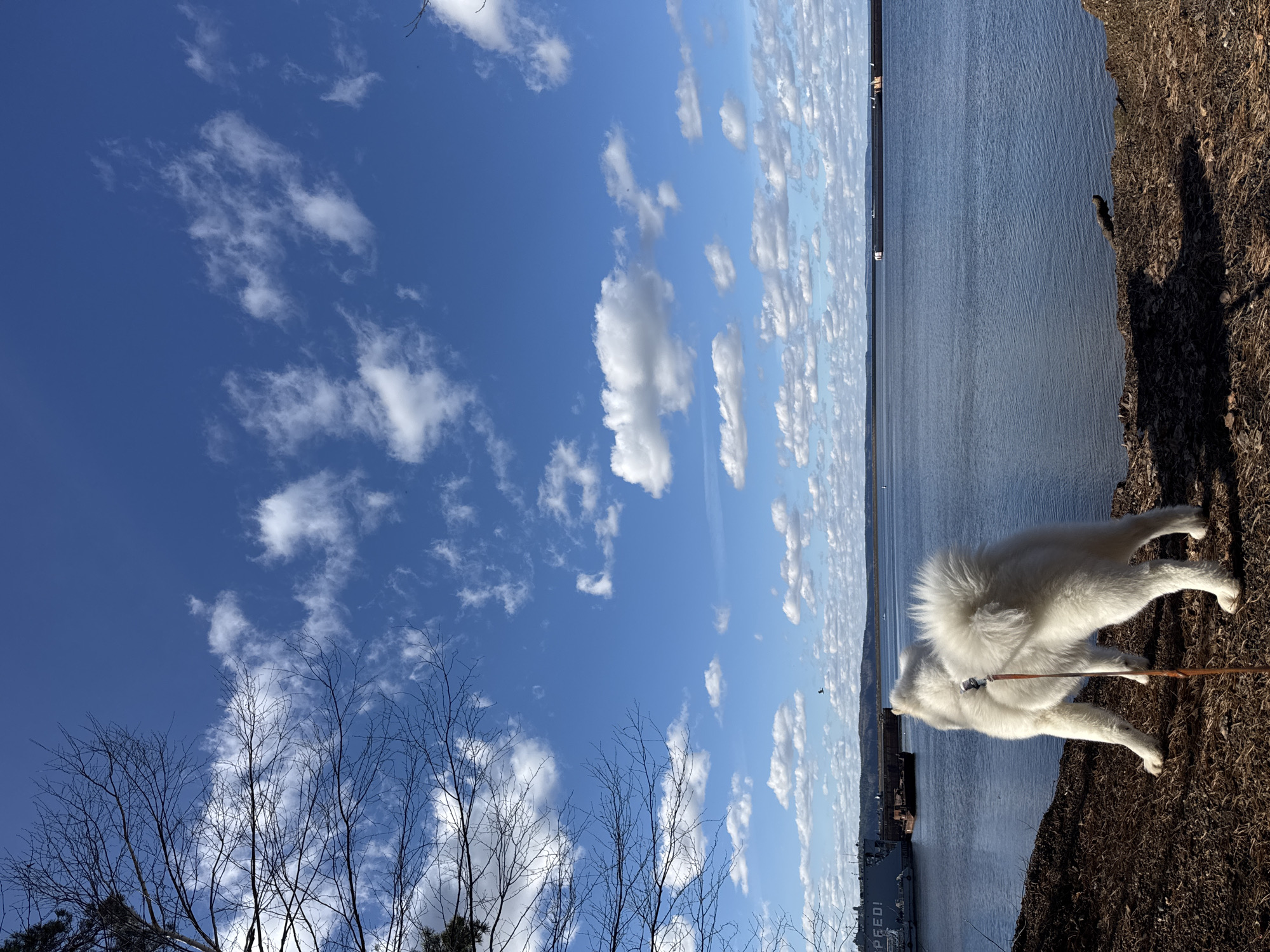 The image captures a serene daytime scene in what appears to be Chaikovsky, Russia, suggested by the presence of a ship bearing Cyrillic script. A fluffy white Samoyed dog stands on dry, brown grass along the water's edge. The water reflects the sky, which is filled with puffy white clouds against a bright blue backdrop. Bare trees are visible in the lower left corner of the frame. A pier or bridge stretches across the water in the background. The dog is wearing a collar and leash. The photograph appears to be taken on a sunny day.