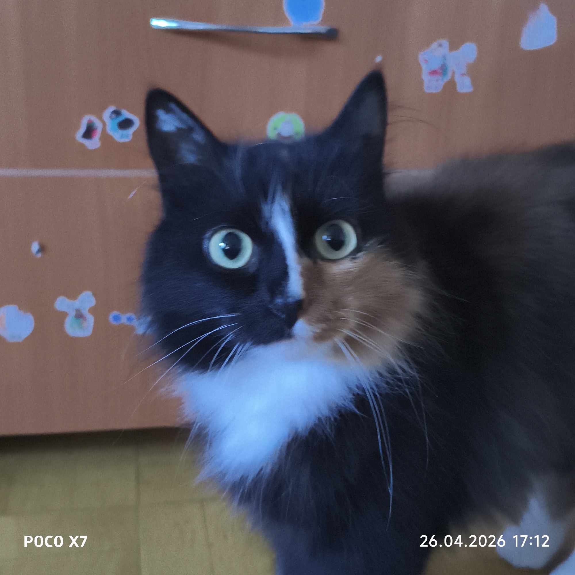 A close-up photograph shows a long-haired cat with heterochromia, one green and one yellow eye. The cat's face is divided into black and brown/orange fur sections, with a white patch on its chest. The background is a light brown wooden surface with stickers attached. The lower left corner of the image contains the text "POCO X7," and the lower right corner reads "26.04.2026 17:12." The photo was likely taken indoors, but the specific location in Chaikovsky, Russia, cannot be determined from the given information.