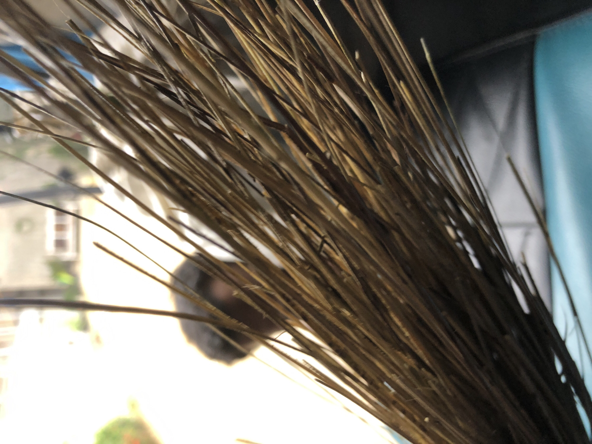 A close-up shot of a broom with brown, dried stalks, seemingly indoors. In the background, there's a blurry glimpse of a building exterior with a window, suggesting an urban or suburban setting. The presence of blue and black colors indicates nearby objects possibly part of a room interior.