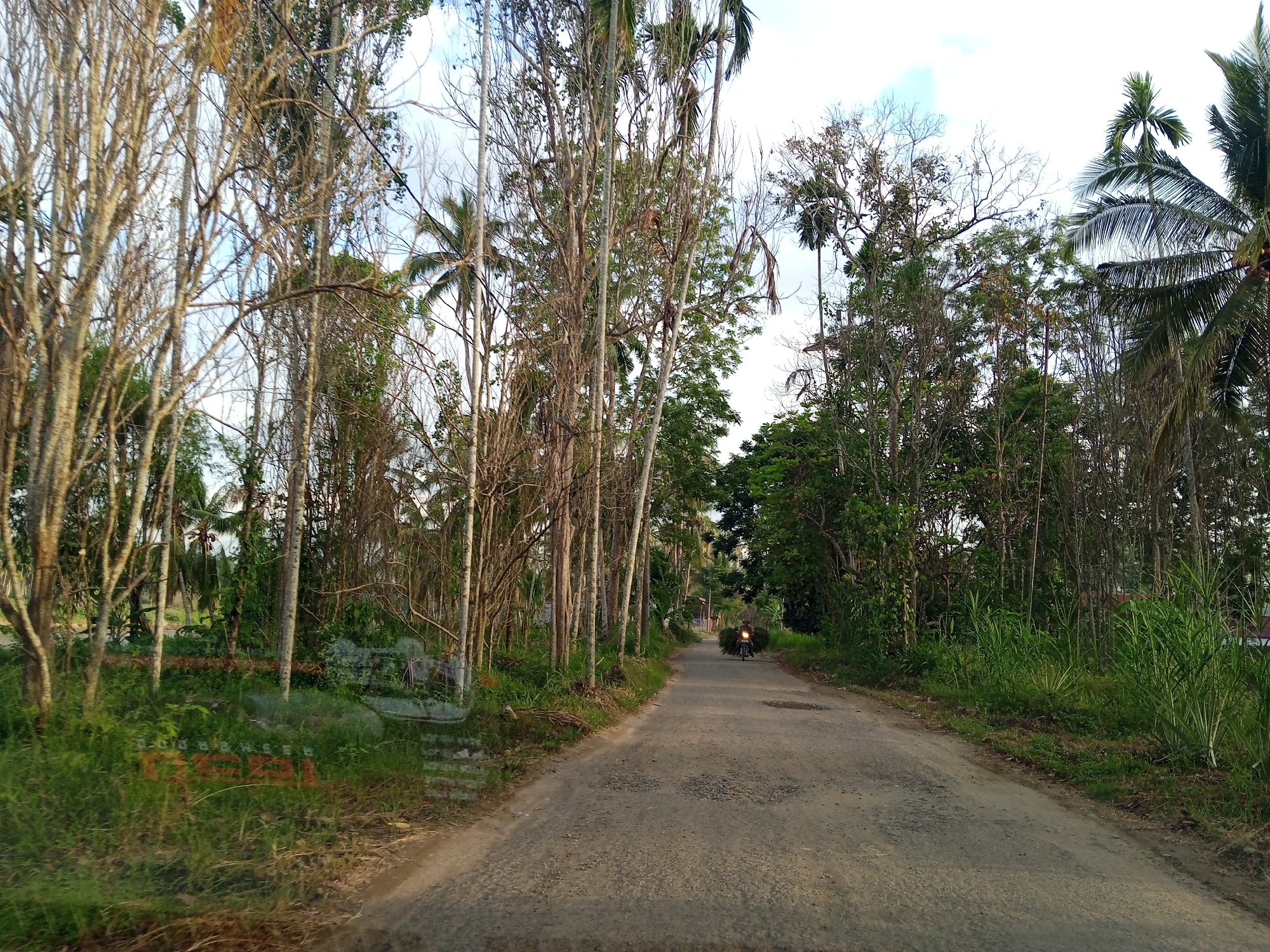 A paved road leads into a treelined area. The road has potholes and some gravel. A motorcycle is moving towards the viewer, loaded with green foliage. The trees are tall and include palms. The foliage is lush on both sides of the road. The photo appears to be taken in Kruengbeukah, Indonesia.