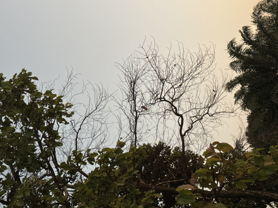 The image presents an outdoor scene in Ban Huai Sai, Thailand, dominated by natural elements under a clear sky. The upper left and mid-left portions of the frame are occupied by a large tree featuring a dark trunk and abundant green leaves, some showing a yellowish tint. Extending from the left tree into the mid-right is a network of slender, bare, dark tree branches against the sky. A small, dark, elongated object, consistent with a dried leaf or small fruit, is visible hanging from one of these bare branches near the center. In the bottom right quadrant, the dark green fronds of several palm trees are visible. The sky transitions from a light blue-grey at the top to a pale yellowish-orange towards the bottom right, suggesting either dawn or dusk lighting conditions. No individuals or specific actions are depicted.