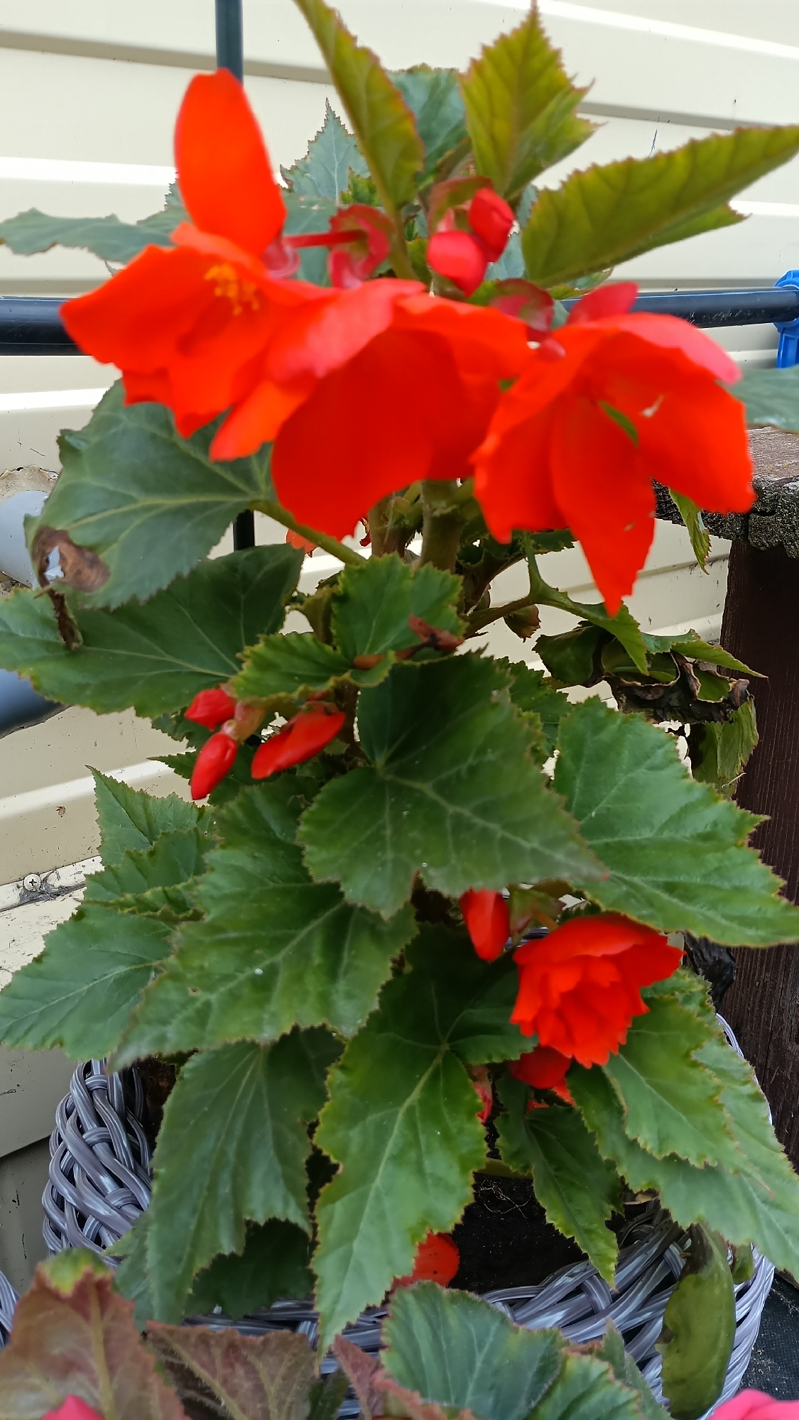 A medium shot captures a close-up of a potted begonia plant with vibrant red flowers and lush green leaves. The plant is situated in a grey woven basket, which is placed outdoors. In the background, a light-colored, textured wall, possibly siding, is visible. A dark metal rod runs horizontally across the upper portion of the frame. The overall setting appears to be a garden or patio area in the city of Petropavl, Kazakhstan.