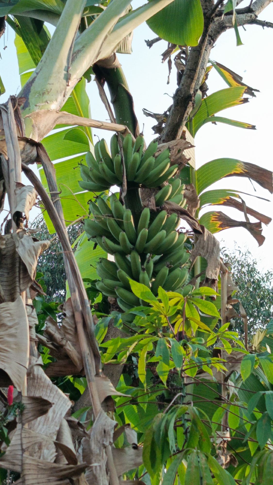A low-angle, eye-level medium shot captures a cluster of unripe green bananas hanging from a banana tree. The bananas are the central focus of the image, with the bunch filling the lower-middle portion. Surrounding the bananas are large, green banana leaves, some of which are tattered and brown, indicating maturity or damage. A thick, rough-barked tree trunk runs vertically up the right side of the frame, intertwined with the banana plant's pseudostem. The background is a bright, hazy sky with some dark green foliage visible to the right and in the distance. The lighting suggests it is daytime, with sunlight illuminating the leaves and bananas from the right. The scene appears to be an outdoor environment, likely a garden or plantation, with no people or animals visible. The image depicts a natural agricultural setting in Margajaya, Indonesia.