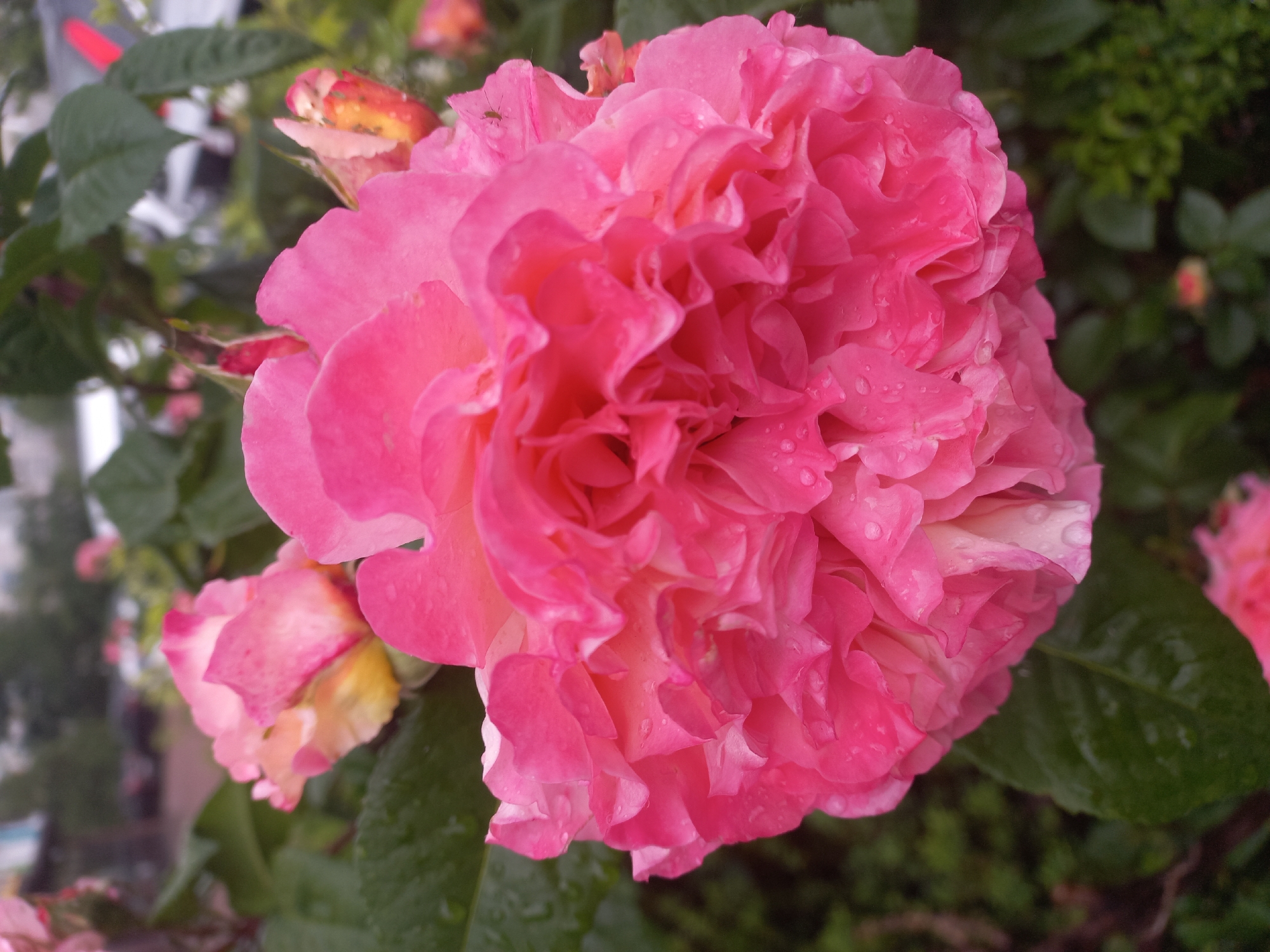 A close-up captures a vibrant pink rose in full bloom. Water droplets are visible on the petals, suggesting recent rain or dew. A smaller rose bud is visible near the primary flower. Lush green leaves provide a backdrop. The image was taken in Kyiv, Ukraine.