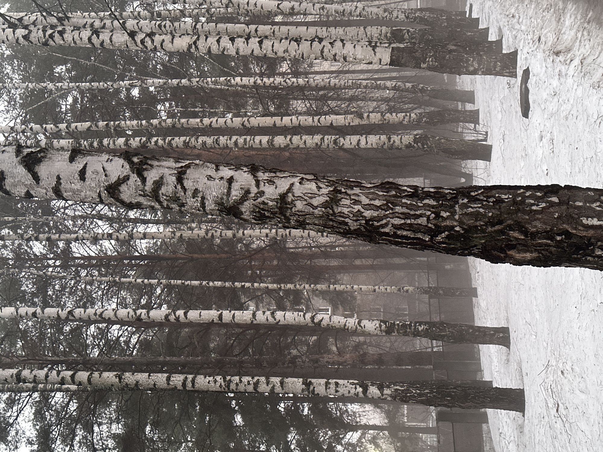 The image shows a dense forest of birch trees in a snowy environment. The trunks of the trees are predominantly white with characteristic black markings. Snow covers the ground, and the overall visibility is reduced, possibly due to fog or mist. The specific location is Chaikovsky, Russia, but no human subjects, actions, or interactions are visibly present in this photograph.