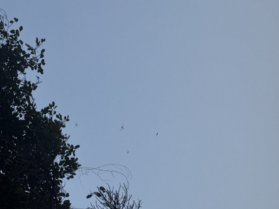 The image captures a clear, light blue sky over Sơn Trà Ward, Vietnam. A dense canopy of dark green foliage and tree branches extends across the top and partially down the left side of the frame, silhouetted against the sky. Several thin, trailing vines or bare branches are visible hanging from the main tree mass on the left. Five individual flying insects, consistent with the morphology of dragonflies, are observed in mid-flight within the open sky portion of the frame. One dragonfly is positioned in the upper right quadrant, another slightly below and to its left, a third further down and left, a fourth near the center-left, and a fifth closer to the lower left within the open sky area. No other subjects or objects are present, and no human activity is depicted.