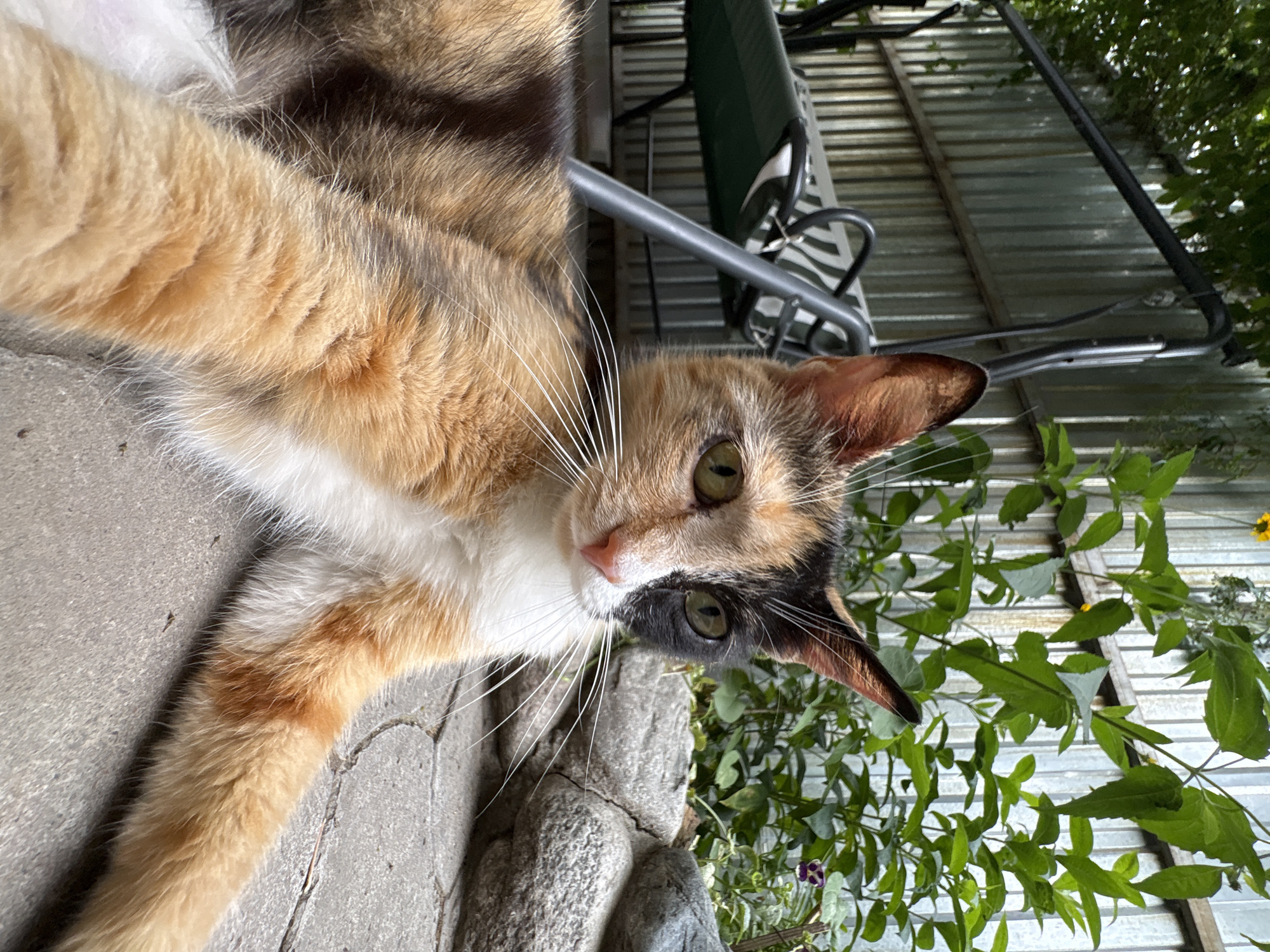A calico cat is lying on a paved patio, with a swing set and a corrugated metal fence in the background. The cat is in focus, with its body angled towards the viewer. Its fur is a mix of orange, black, and white. The cat's eyes are green and it is looking to the left. In the background, there are green leaves and yellow flowers. The patio is made of grey interlocking stones. The swing set is grey and black with a green fabric seat. The fence is silver and is partially obscured by greenery. The scene appears to be in a backyard or garden. The specific location in Almaty, Kazakhstan is not identifiable from the image.