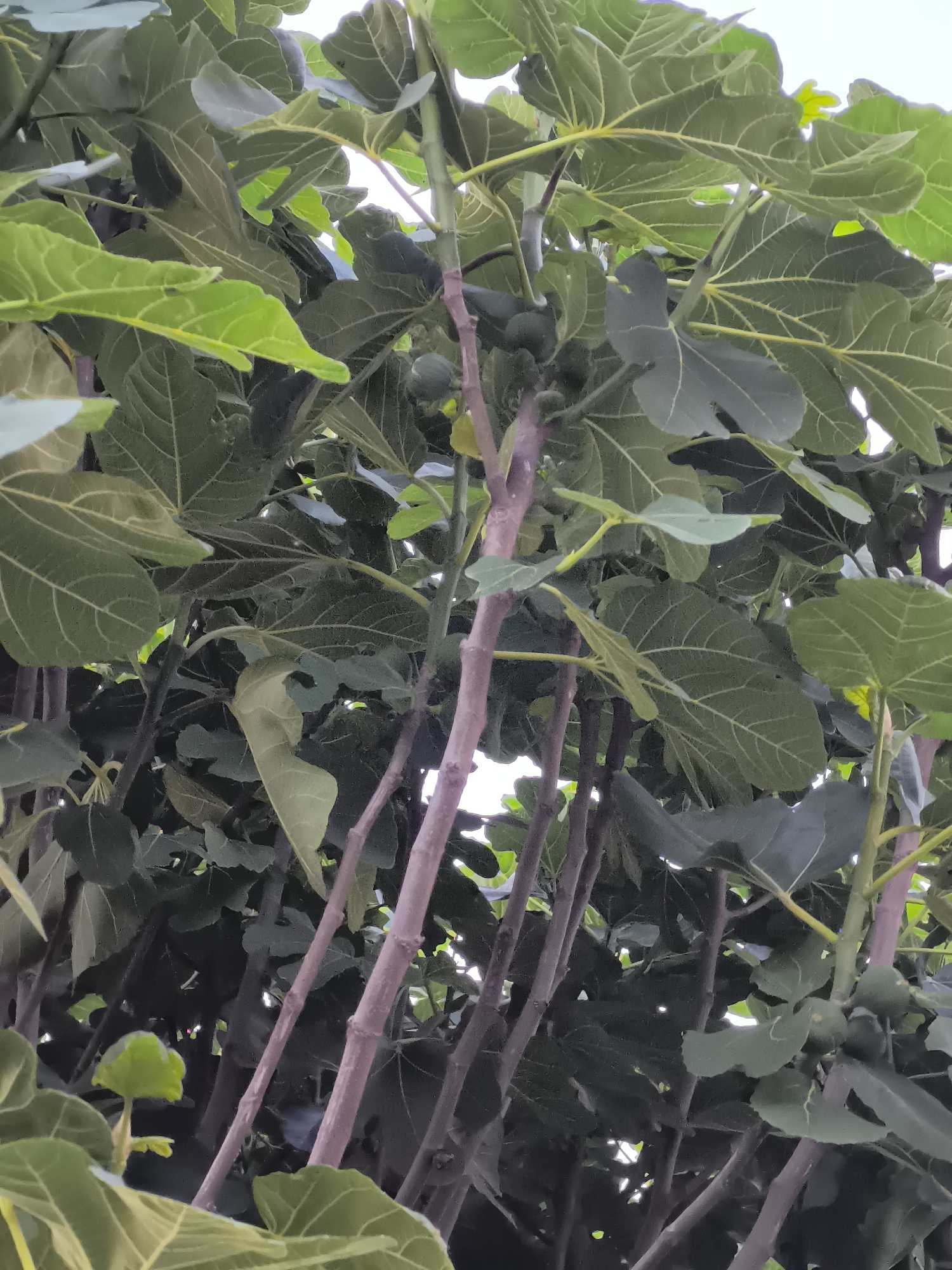The image shows a fig tree in Pélussin, France. The tree has multiple trunks and large, green leaves with prominent veins. Several immature figs are visible among the leaves. The sky is visible in the background through gaps in the foliage.