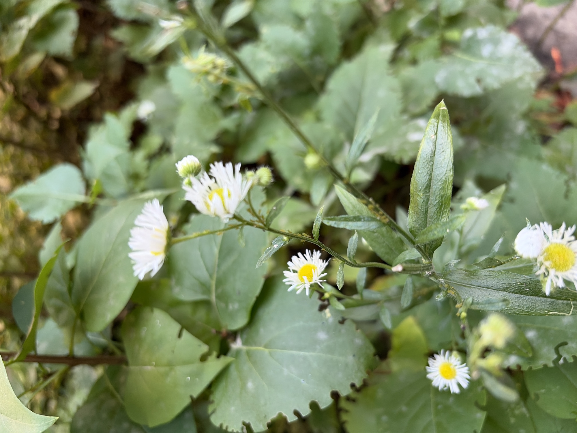 A close-up, vertical shot features a cluster of small white wildflowers with yellow centers, interspersed with green foliage. The flowers are delicate, with numerous thin petals radiating from a central disc. Some of the flowers are in full bloom, while others appear to be buds. The leaves surrounding the flowers are broad and varied in shape, some with serrated edges. The background is a blur of green and brown, suggesting a natural outdoor setting. The lighting is soft, creating a natural and somewhat subdued atmosphere. There are no people or animals present in the image, and no discernible man-made objects. The scene appears to be an undisturbed corner of a garden or natural area.