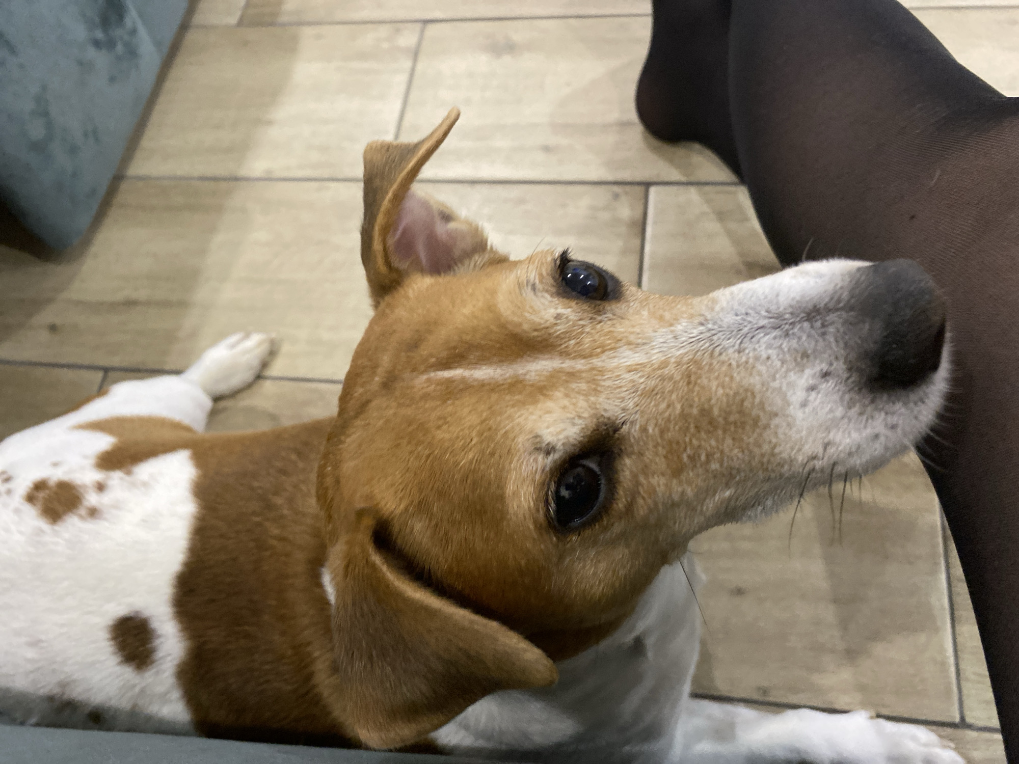 An indoor scene in Chaikovsky, Russia, features a domestic dog, likely a Jack Russell Terrier, positioned centrally in the foreground. The dog displays white fur with prominent brown-tan patches on its body and head, featuring a white muzzle and dark, attentive eyes. Its floppy ears are also brown-tan. The dog lies on a light brown tiled floor, looking directly upwards toward the camera. Partially visible on the right side of the frame is a human leg clad in opaque black tights or stockings, positioned closely to the dog's head. A dark, blurred object or furniture item occupies the background along the top edge of the frame.
