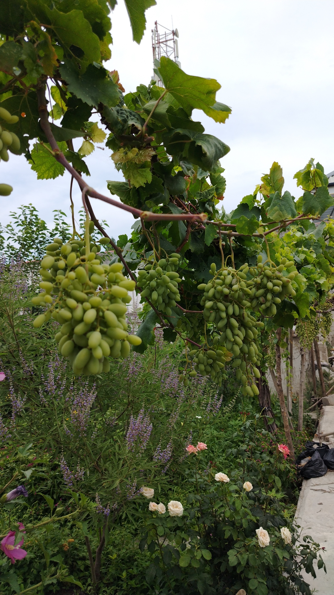 This image depicts a garden scene, likely in Fergana City, Uzbekistan. In the foreground, bunches of unripe green grapes hang from vines, interspersed with lush green leaves. Below the vines, a variety of flowering plants and bushes are visible, including purple lavender-like flowers and several roses in shades of pink and cream. In the background, a tall telecommunications tower with multiple antennas rises against a cloudy sky. To the right, a concrete structure and some black plastic bags are present, suggesting an outdoor area adjacent to a building. The overall impression is one of a cultivated garden with a prominent urban infrastructure element in the distance. There are no people visible in the image.