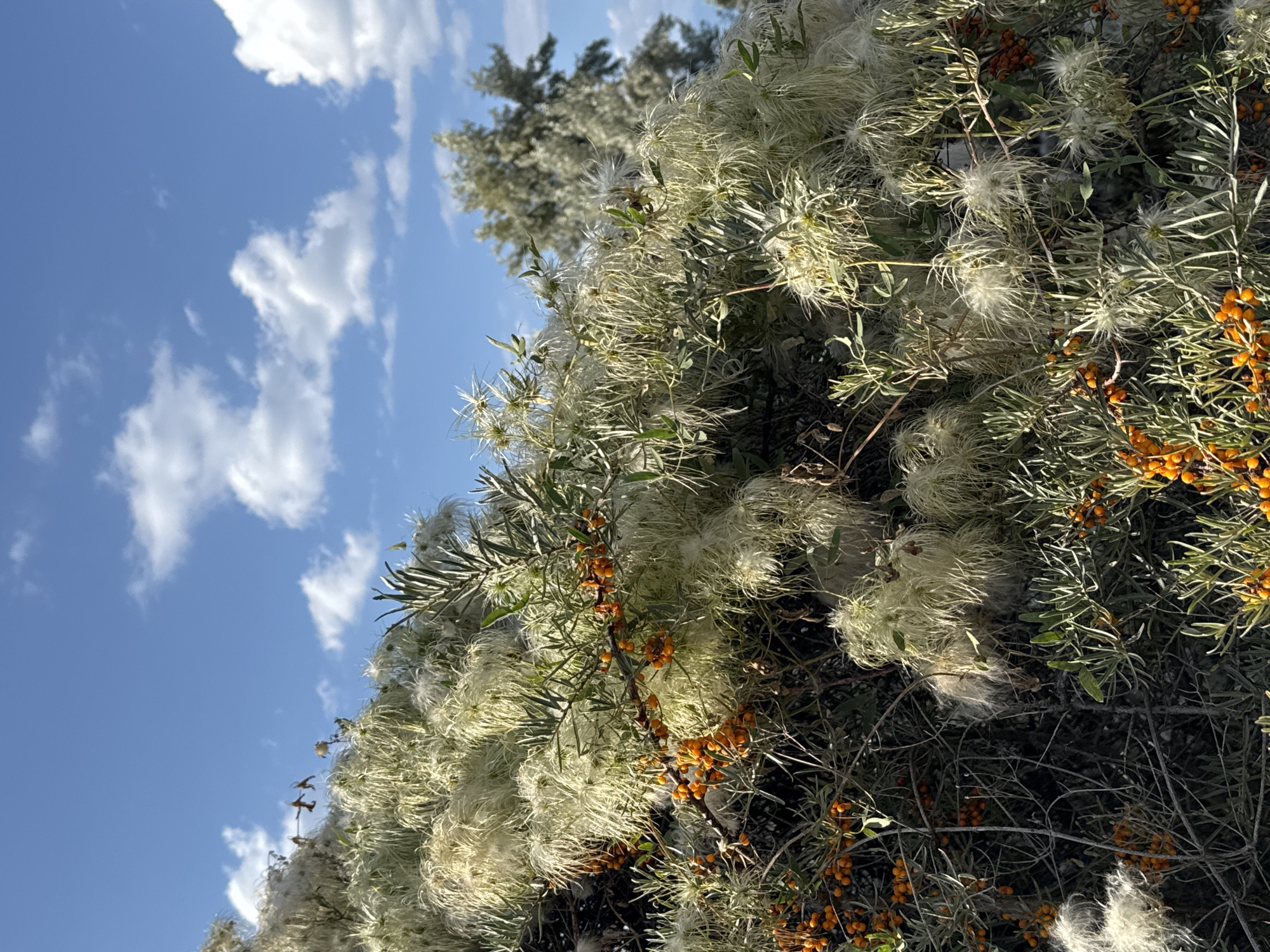 In Basbeshik, Kyrgyzstan, a close-up shot captures a dense bush with a multitude of wispy, white seed heads that appear feathery and ethereal. Interspersed among the seed heads are clusters of small, vibrant orange berries, likely sea buckthorn. The foliage is a mix of fine, green leaves and the delicate, elongated seed structures. In the background, a distant tree with muted green foliage is visible against a bright blue sky dotted with scattered white clouds. The scene is bathed in natural light, suggesting it is daytime. The focus is on the textured details of the bush and its fruits, with the sky providing a contrasting backdrop.