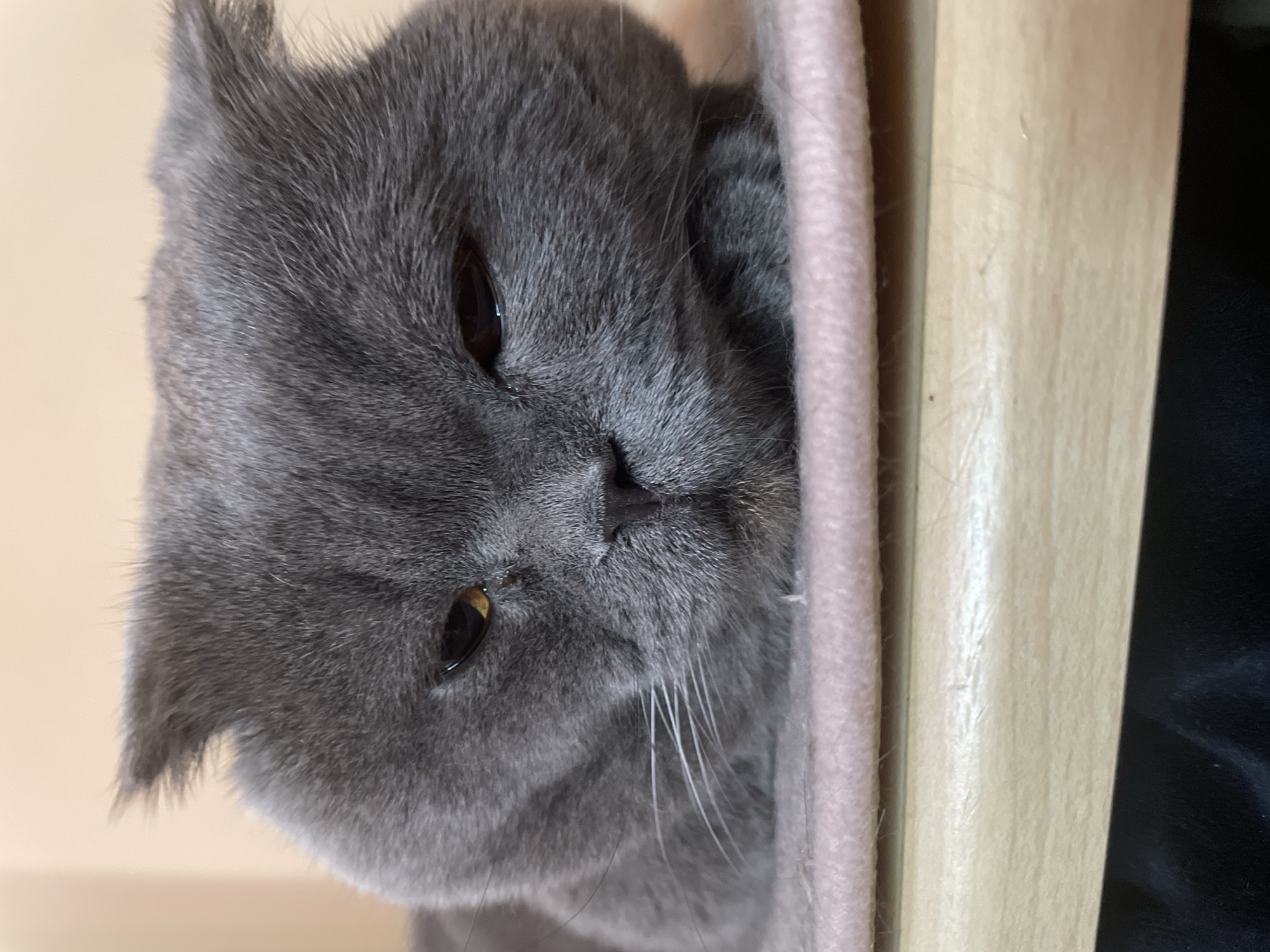 A close-up, eye-level shot focuses on the face of a grey British Shorthair cat. The cat's fur is thick and a solid grey color. Its eyes are partially closed, with one visible eye showing a golden-brown iris and a hint of dark pupil. The cat's nose is dark and slightly moist. Long, white whiskers extend from the sides of its muzzle. The cat appears to be lying down on a pink, padded surface, which is placed on a light-colored wooden surface. The background is a soft, out-of-focus beige color. The lighting is soft and diffused, highlighting the texture of the cat's fur.