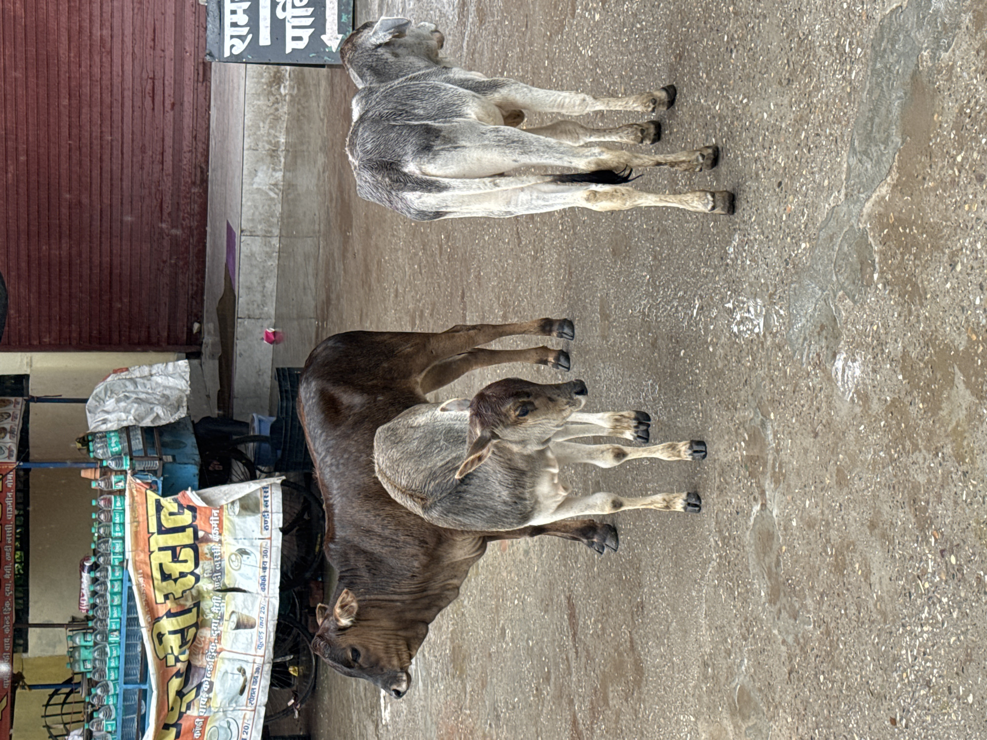 The image depicts an outdoor scene in Rishikesh, India, likely during or after a rain shower, as evidenced by the wet pavement and puddles. Three young cows, or calves, are the central subjects. The largest cow, dark brown, stands on the left, facing left. To its front and slightly to the right is a smaller, light gray and brown patterned calf, facing forward. On the right, another light gray and white patterned calf stands with its back to the camera, facing right.
In the background, there is a blue cart filled with bottled drinks, likely water and juices, suggesting a roadside vendor. A large banner with Hindi text is draped across the cart. Further back, a closed red corrugated metal shutter indicates a storefront. A small black sign with white Hindi text and an arrow pointing right is visible on the far right. The ground is a textured concrete surface interspersed with small pebbles, and it is wet and reflective, indicating it has recently rained.