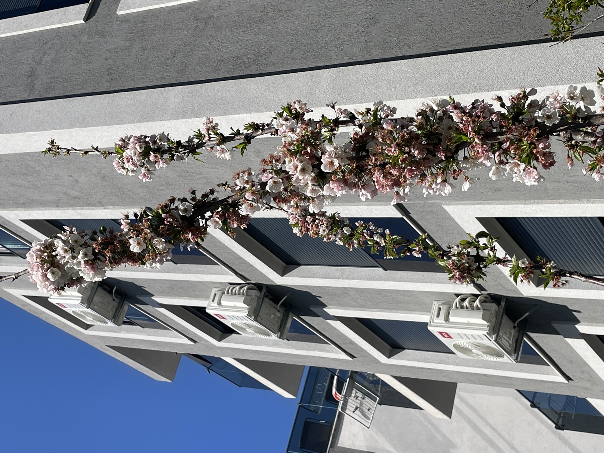 The image captures a modern gray building with protruding sections where air conditioning units are installed beneath rows of windows. A flowering tree branch with pink and white blossoms drapes across the building’s facade, creating a juxtaposition of natural beauty against the man-made structure. The scene is illuminated by bright sunlight, highlighting the architectural details and the delicate flowers. The clear blue sky is visible in the lower portion of the frame. The building is located in the city of Bar, Montenegro.