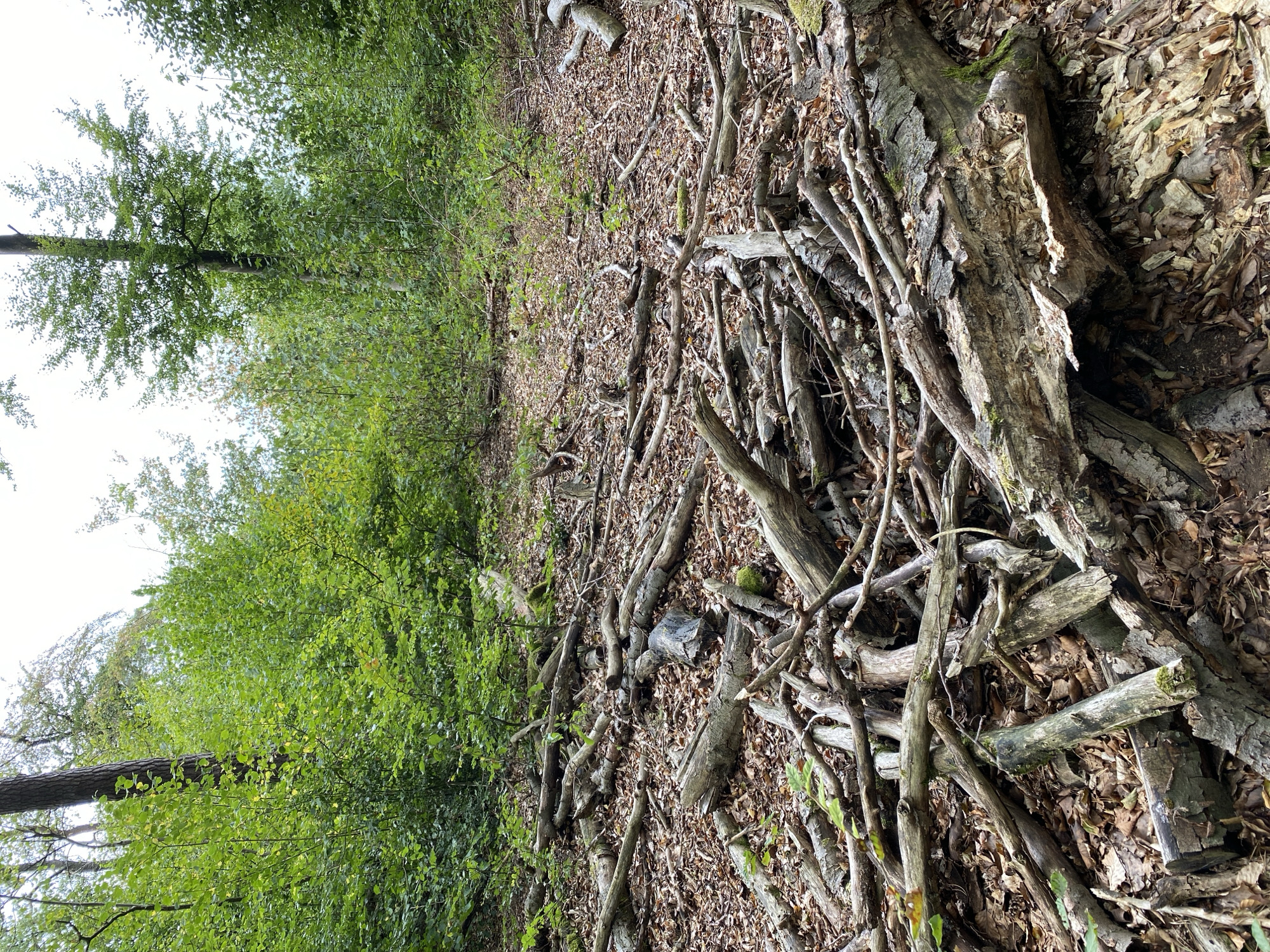 The image depicts a forest floor in Altenkirchen, Germany, littered with numerous fallen branches and logs of varying sizes. The ground is covered with dry leaves and a scattering of moss on some of the wood. In the background, dense green foliage forms a wall of trees and undergrowth, with a sliver of bright sky visible through the canopy. No people or animals are present in the scene. The overall impression is one of a natural, undisturbed woodland environment.