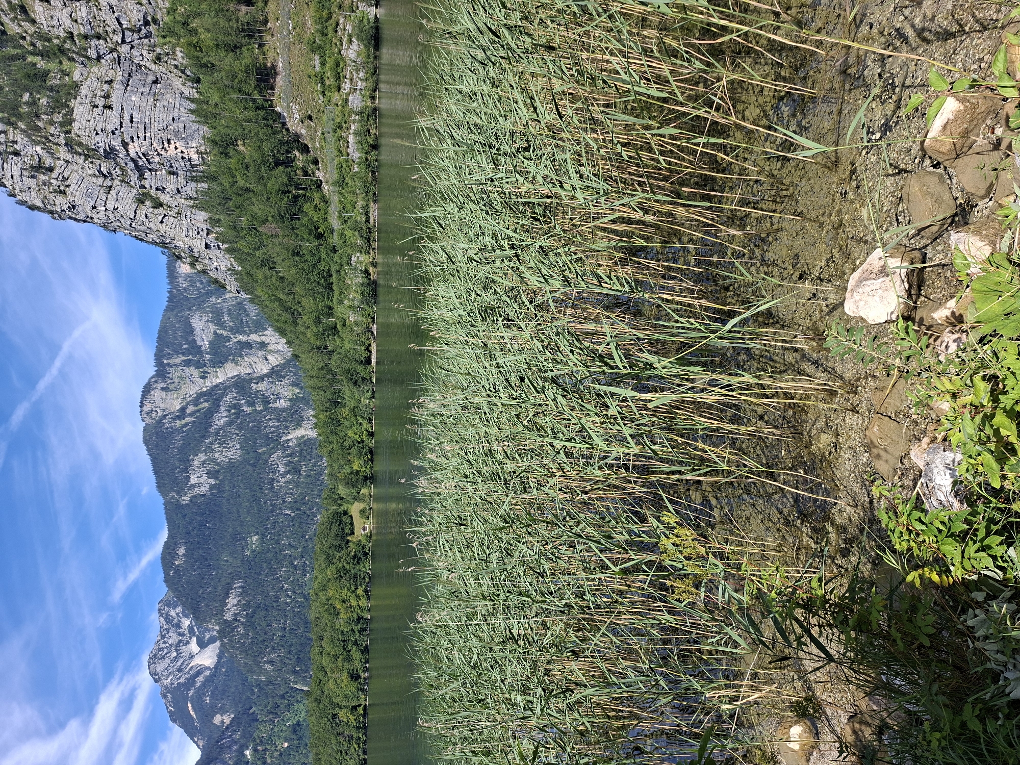 The image depicts a serene natural landscape with a body of water in the foreground, bordered by tall reeds. Beyond the reeds, a dense green forest covers the foothills of imposing, rocky mountains. The sky above is a clear blue, with wispy white clouds. The scene is likely located in or near Obertraun, Austria, given the characteristic alpine scenery. There are no people or animals visible in the image, and the environment appears peaceful and undisturbed. The water is clear, revealing a gravelly bottom in the shallows.