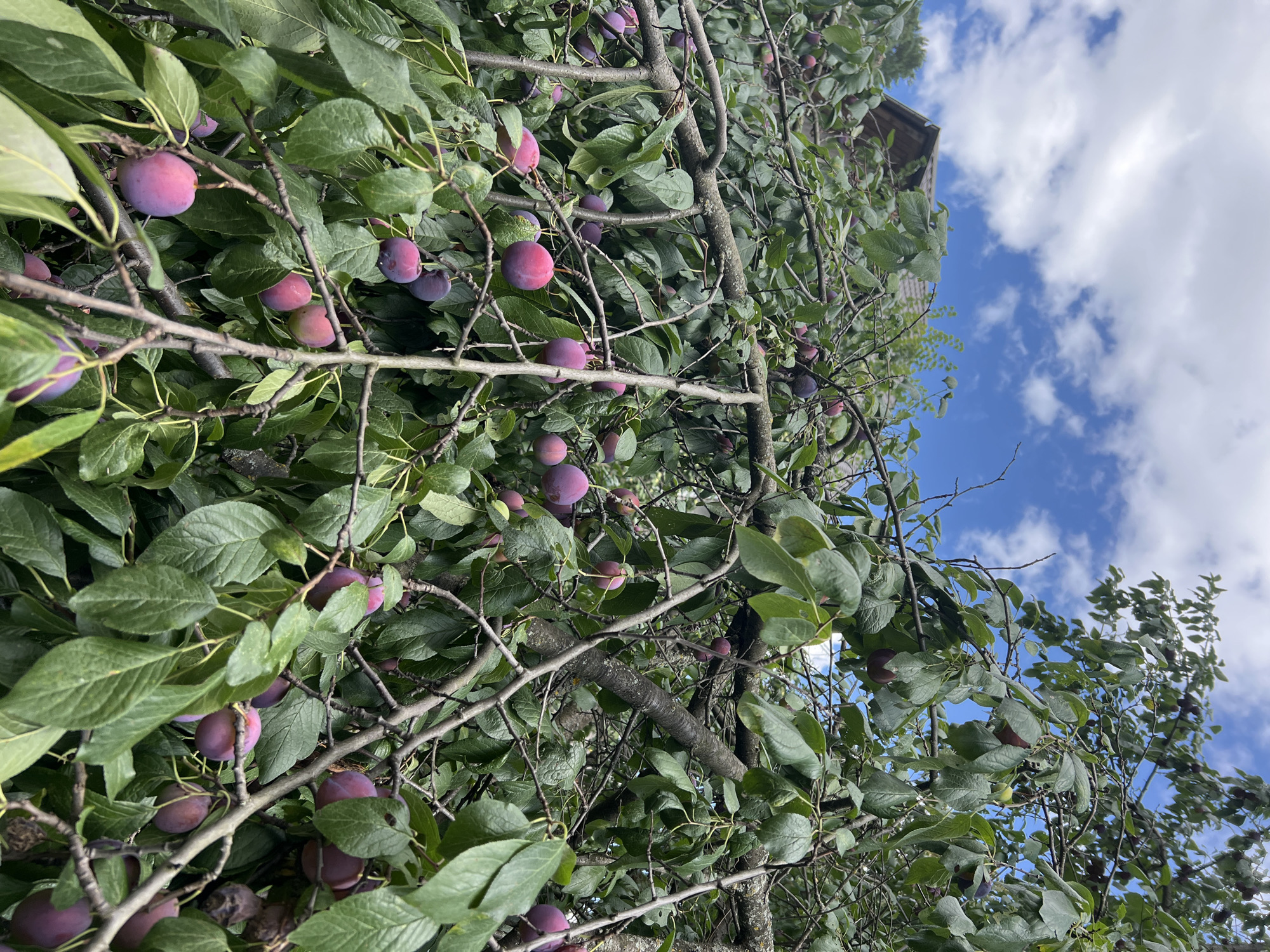 A plum tree is heavily laden with ripe, purple fruit, with its branches extending across the frame. Lush green leaves fill the majority of the image, interspersed with the vibrant purple of the plums. A section of a rustic, wooden-roofed building is visible in the upper left quadrant, peeking through the dense foliage. The sky above is a brilliant blue, dotted with fluffy white clouds. The scene appears to be outdoors, likely in a residential or garden setting.