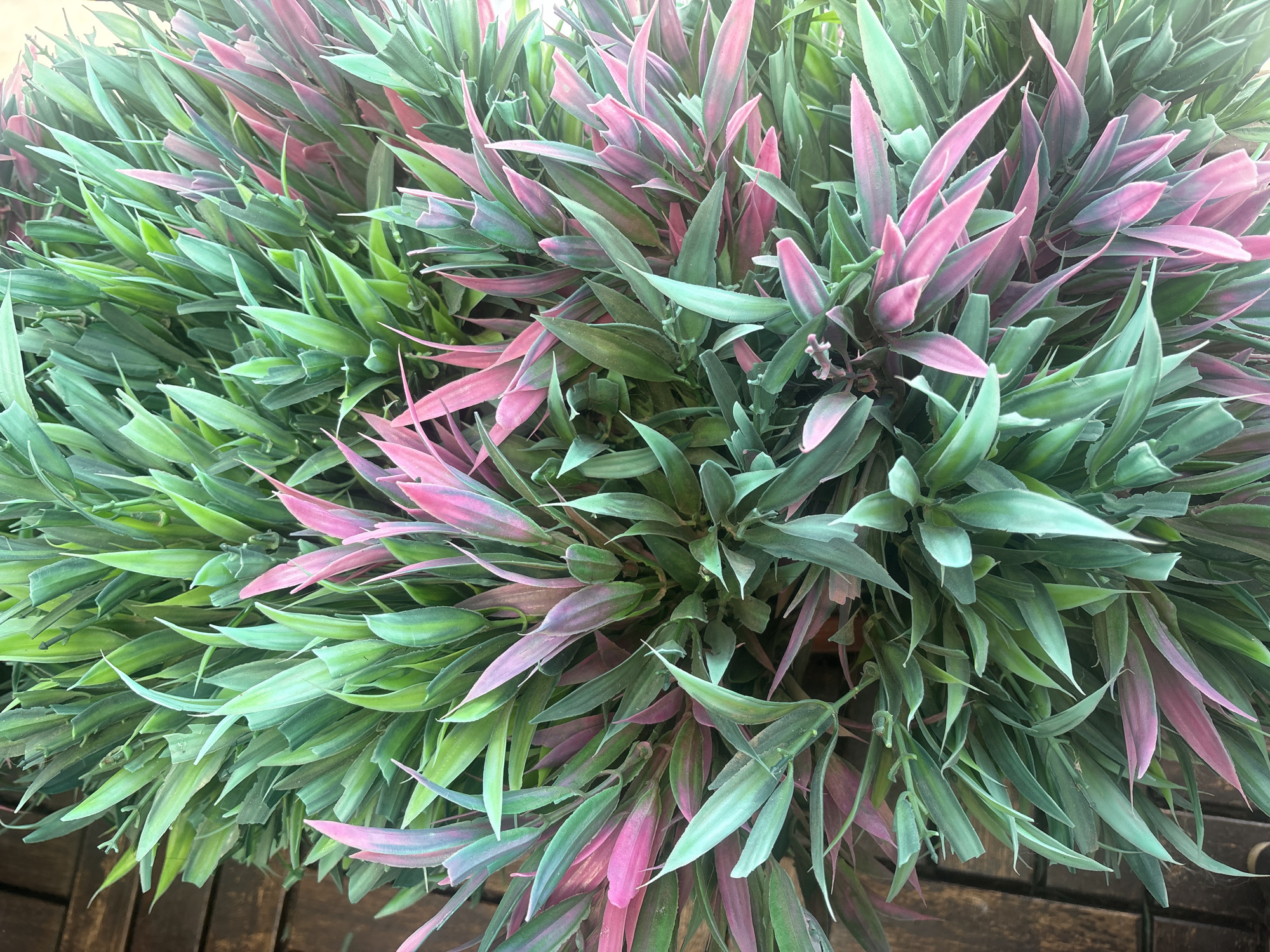 The image shows a close-up, overhead view of a dense plant with long, slender leaves. The leaves are a mix of vibrant green and striking pink, with some appearing to transition between the two colors. The plant is lush and appears to be in a pot or planter, as indicated by the blurred wooden surface beneath it, which could be a table or decking. There are no people or animals visible in the image. The lighting suggests it is daytime, and the focus is entirely on the plant's foliage. The image does not provide any information about the city of Georgiyevsk, Russia.