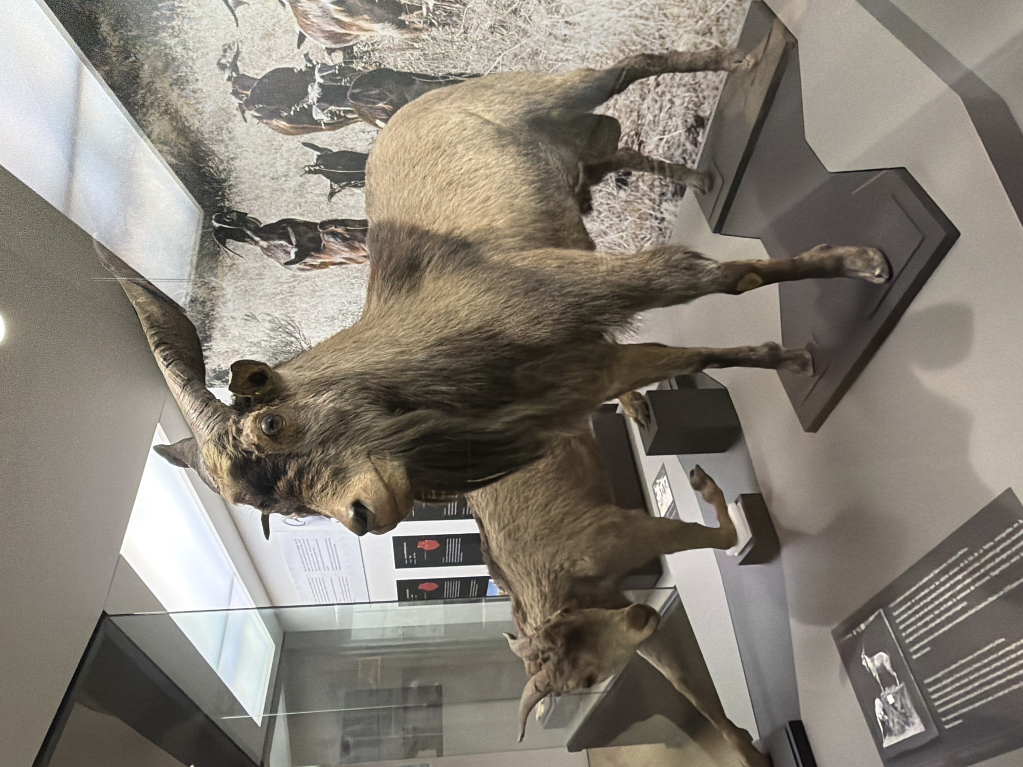 The image shows a museum exhibit featuring taxidermied goats. In the foreground, a large goat with prominent curved horns stands on a dark gray, stepped display base. Its fur is brown and gray, with a darker stripe running down its back. To the left and slightly behind it, a smaller goat with shorter horns is positioned on a lower display surface. Its fur is a lighter brown. Both goats appear to be standing on a gray platform. Behind the goats, a large mural depicts a herd of goats in a dry, grassy landscape. Several display panels with text and images are visible in the background, set against a white wall. The lighting suggests an indoor environment, possibly a natural history museum. The exhibit is likely located within the city of Las Palmas de Gran Canaria, Spain, although no specific identifying markers for the city are visible in the image.