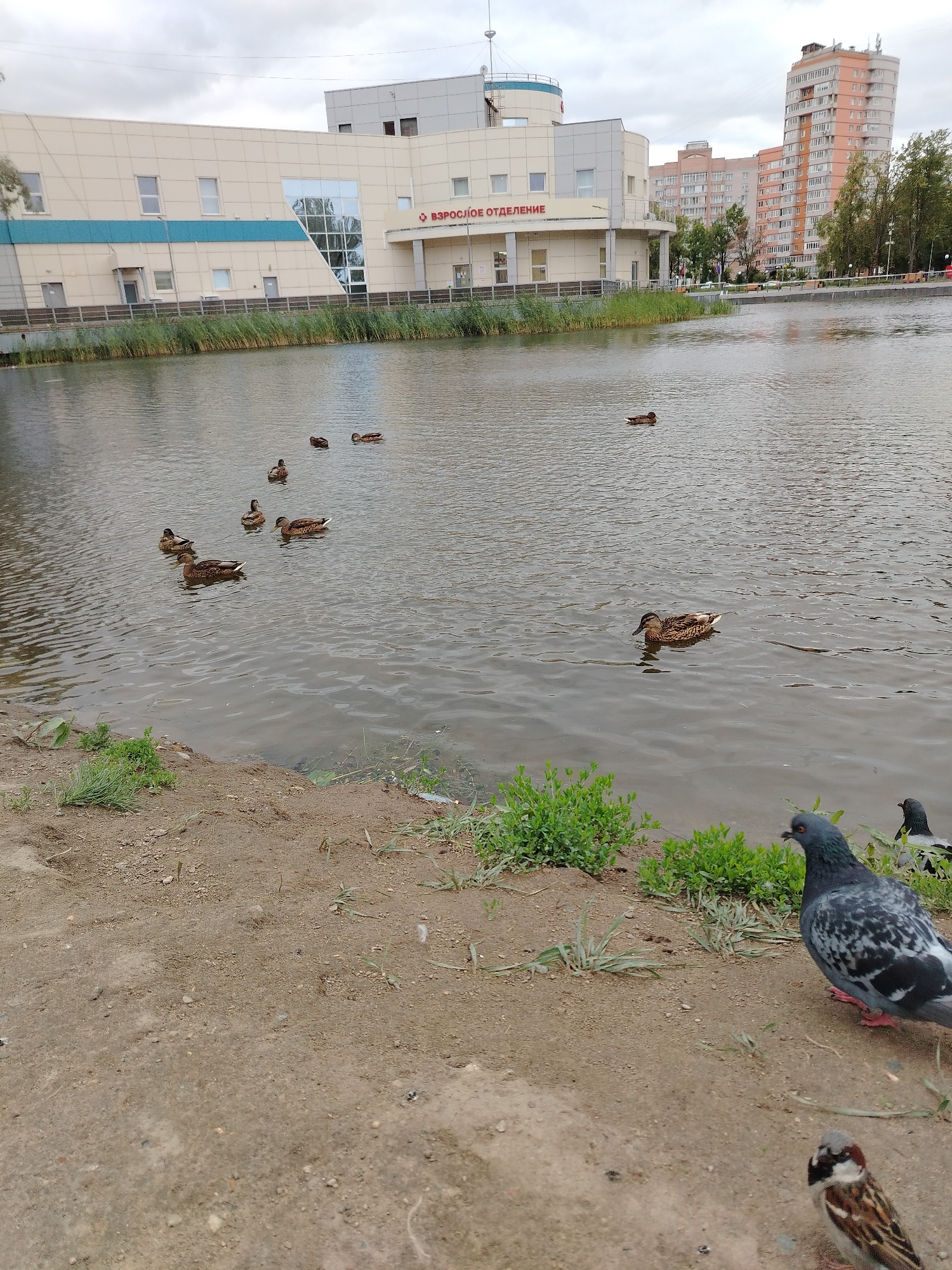 This is a photograph of a pond in an urban environment, likely in Yaroslavl, Russia. In the background, there is a modern building with beige and light blue accents, featuring large windows and signage in Russian that reads "ВЗРОСЛОЕ ОТДЕЛЕНИЕ." To the right of this building, several tall, multi-story residential buildings are visible. The pond occupies the middle ground of the image and is populated by a flock of mallard ducks swimming. The foreground consists of a sandy bank with patches of green grass and weeds. Two pigeons and a sparrow are present on the bank. The sky is overcast, indicating a cloudy day.