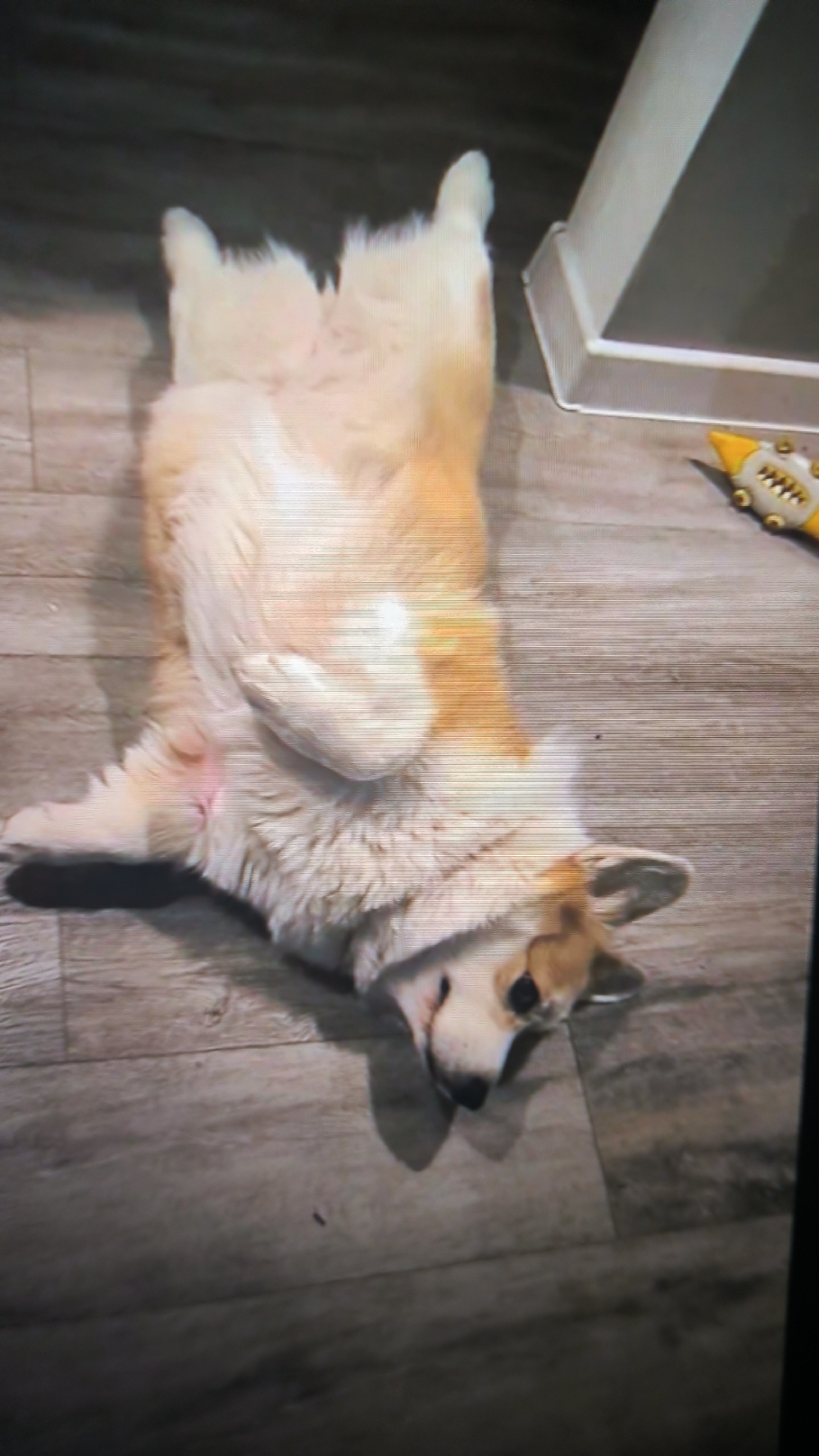 The image shows a corgi dog lying on its back on a wooden floor. The dog is mostly white and tan with some orange markings. It appears to be relaxed and comfortable. The background is a wooden floor with a greyish-brown color. To the right of the dog, there is a white baseboard and a small yellow toy. The image quality is poor, with visible horizontal lines, suggesting it might be a screenshot from a video or a low-resolution photograph. There is no indication of the location being Kovrov, Russia.