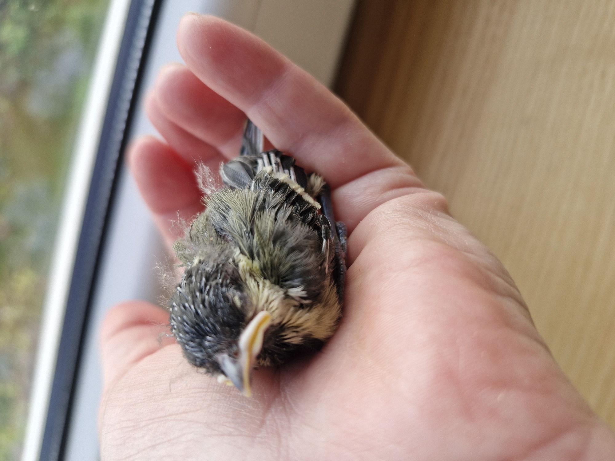 A close-up, high-angle shot depicts a small, young bird gently resting in the palm of a human hand. The bird, likely a fledgling, has a mix of developing dark gray and black feathers on its head and back, interspersed with patches of soft, fluffy yellowish-green down, particularly around its neck and shoulders. Its small beak is pale yellow. The bird appears calm and settled within the hand.
The human hand is light-skinned, with visible skin texture, creases, and faint hairs on the back of the fingers. The fingers are slightly curved to cradle the bird.
The scene is illuminated by natural light, presumably from a window visible on the left side of the frame. Beyond the hand and the bird, the background is softly blurred. On the left, a white window frame with a dark border is visible, and outside, out-of-focus green foliage suggests an outdoor natural environment. On the right, a blurred light brown or tan surface, possibly a wall or furniture, completes the indoor setting. No text is visible in the image. The overall impression is one of gentle care or rescue.