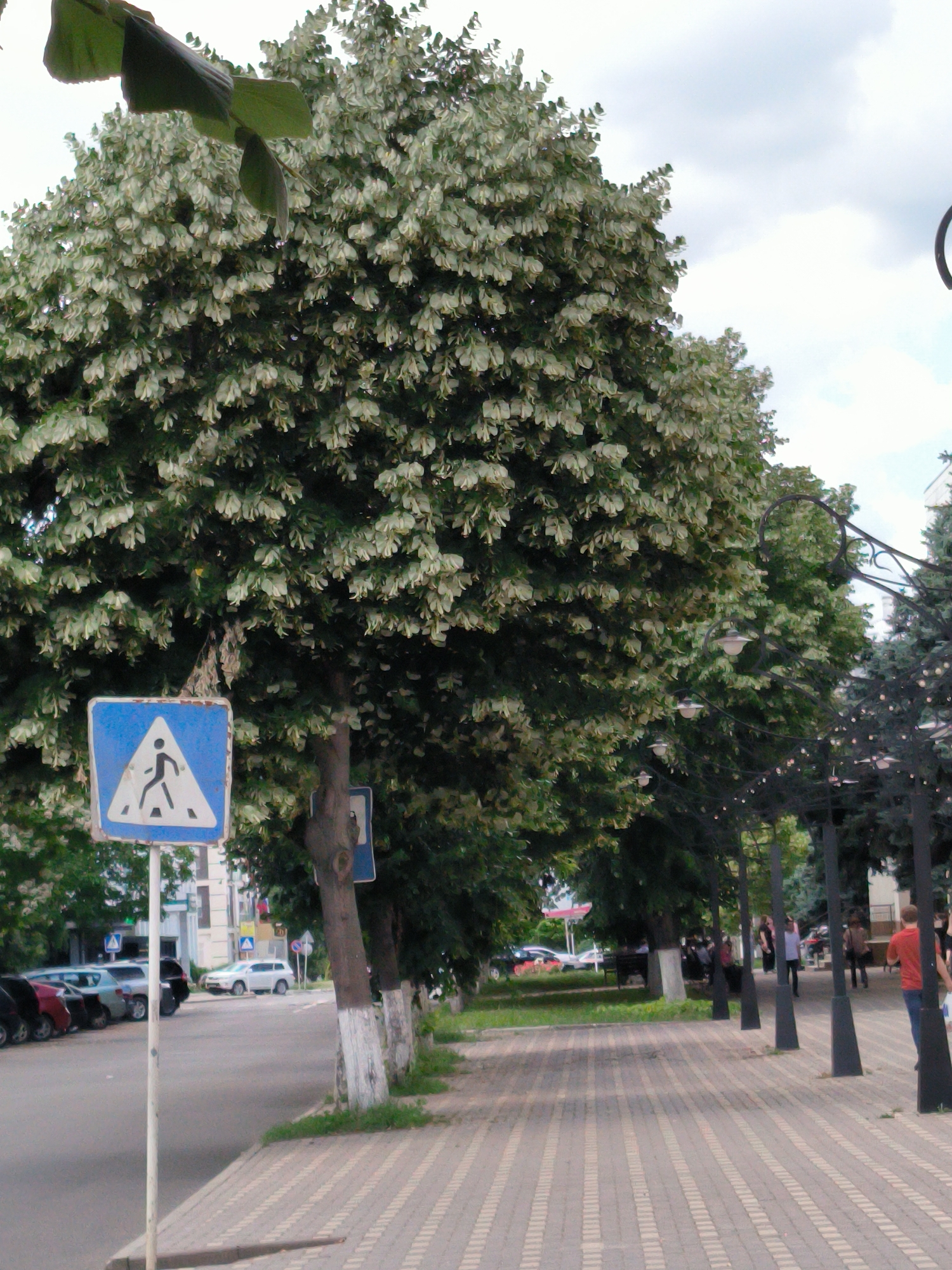 The image depicts a street scene in Tiraspol, Moldova, with a focus on a tree-lined pedestrian walkway. In the foreground, a pedestrian crossing sign, a blue square with a white triangle and a black silhouette of a person walking, is prominently displayed. The walkway itself is paved with grey and white rectangular bricks, running diagonally from the bottom right towards the center of the image. Numerous trees with dense green foliage and small white blossoms line the walkway, creating a shaded canopy.
To the left of the walkway, a street runs parallel to it, with several cars parked along the side. The cars include a dark SUV, a silver sedan, and a red hatchback. Further down the street, a white SUV is visible in motion. Buildings with light-colored facades can be seen in the background on the left side of the image.
On the right side of the walkway, several black lampposts with intricate scrollwork and lamps are installed. Several people are walking or standing on the walkway. A man in a red t-shirt and blue jeans is walking away from the camera on the right side of the walkway. Other individuals, partially obscured by the trees and lampposts, are also present further down the walkway. The sky above is overcast with white clouds. The overall scene suggests a pleasant day in a city park or a well-maintained urban area.