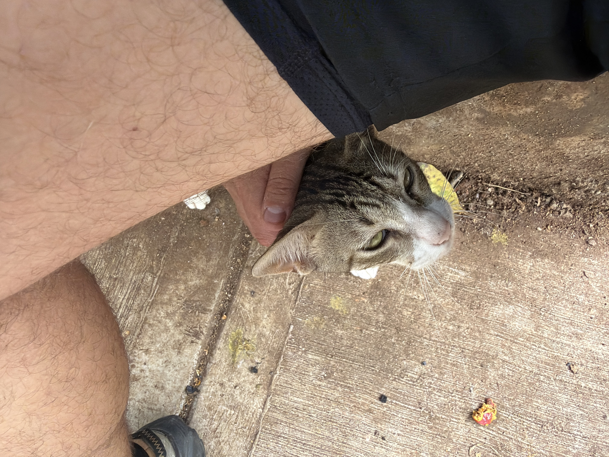 A top-down shot shows a person's legs, one clad in black athletic shorts, and the other bare with visible hair, positioned over a concrete surface. A tabby cat with white and grey markings is nestled between the person's legs, its head resting on a yellow object. The cat's gaze is directed towards the camera, with its left eye slightly closed. A small, colorful piece of debris lies on the concrete to the left of the cat. The environment appears to be an outdoor setting, possibly a sidewalk or path, with scattered organic matter. The image does not contain sufficient information to determine its location in Mumbai, India.
