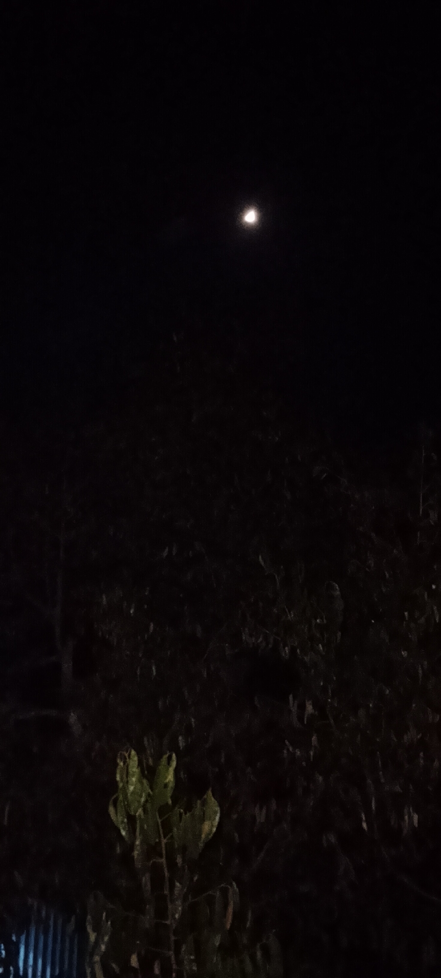 A night sky above a dark, leafy tree is captured in the image. A bright, circular object, likely the moon, is visible in the upper portion of the frame, surrounded by the black expanse of the night. Below the moon, the dense foliage of the tree occupies the majority of the image, with some lighter green leaves on a smaller plant visible in the lower left quadrant. The background is predominantly dark, suggesting a low light environment. No people or specific structures are discernible within the image. The scene appears to be outdoors.