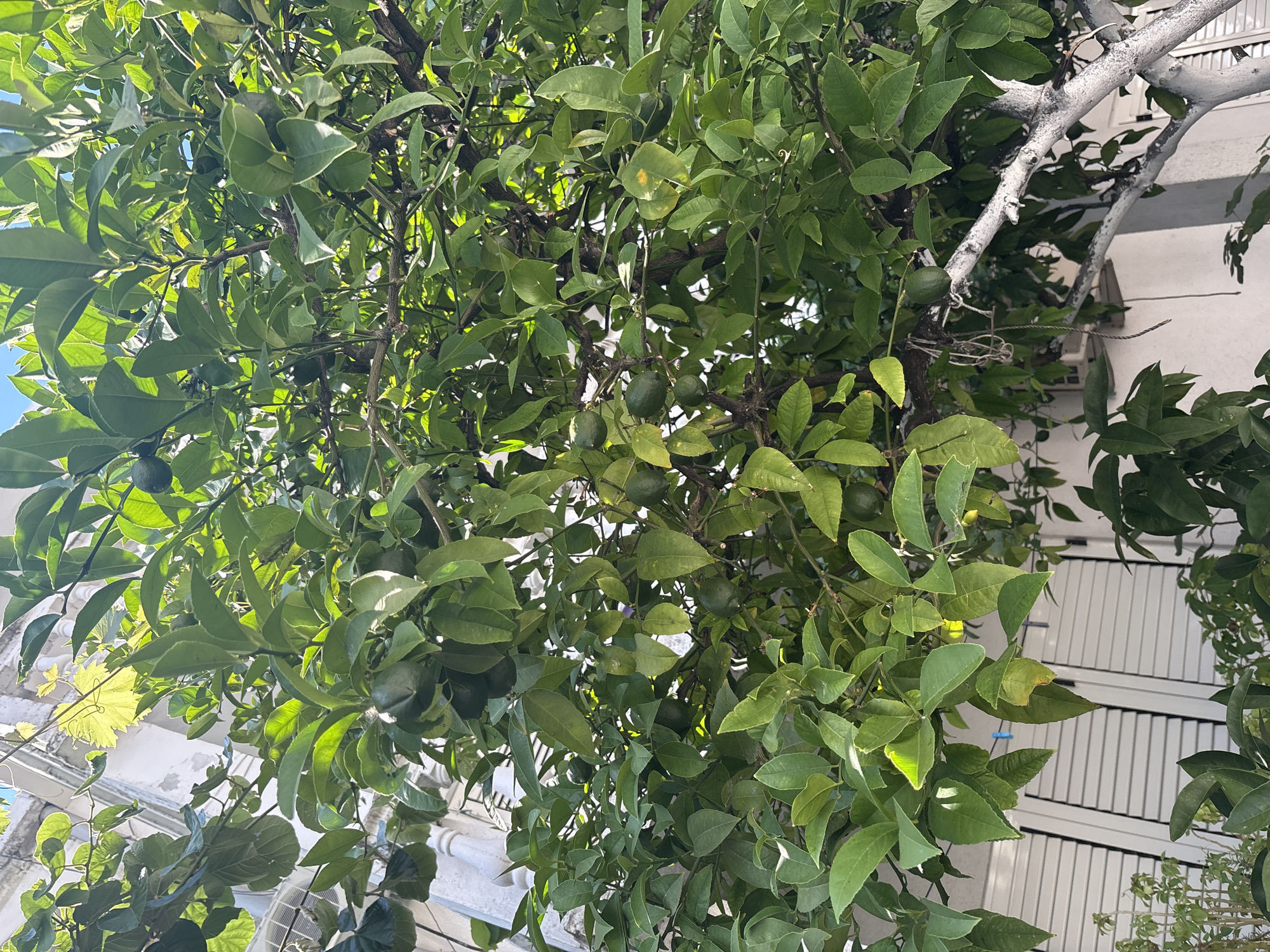 The image shows a close-up view of a citrus tree laden with green fruits, likely limes or unripe lemons. The tree has abundant green foliage and dark branches, some of which are painted white. In the background, parts of a white building with shutters and architectural details are visible, suggesting an urban or residential setting. The lighting indicates it is daytime, with sunlight filtering through the leaves, casting shadows and highlighting the textures of the foliage and fruit. The scene appears to be in Budva, Montenegro, given the characteristic architecture and Mediterranean vegetation often found in coastal areas of the region. There are no people or animals visible in the image.