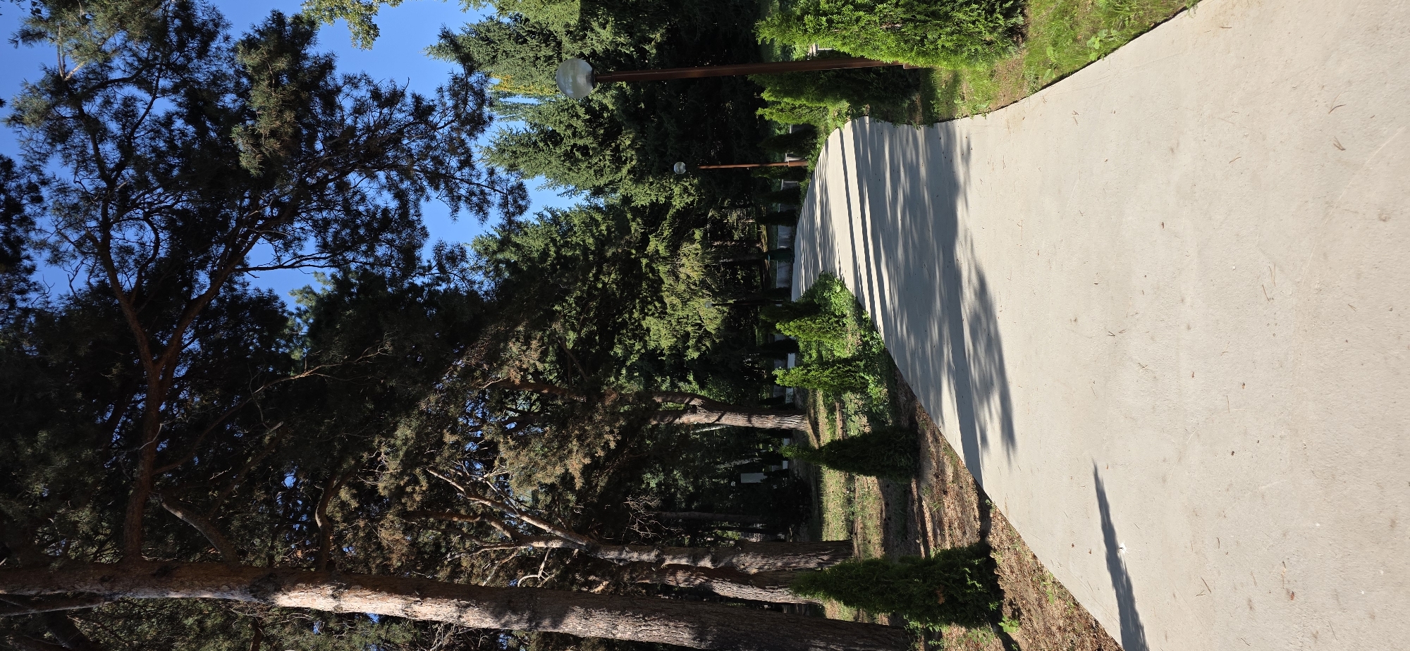 In the city of Kara-Oy, Kyrgyzstan, a paved pathway winds through a park-like setting. Tall coniferous trees, including pines and spruces, create a dense canopy overhead, casting dappled shadows on the path. The pathway is bordered by smaller, conical evergreen shrubs. The ground beside the path is covered in grass and dry pine needles. In the background, several lamp posts are visible, their globes reflecting the sunlight. The sky is clear and blue.