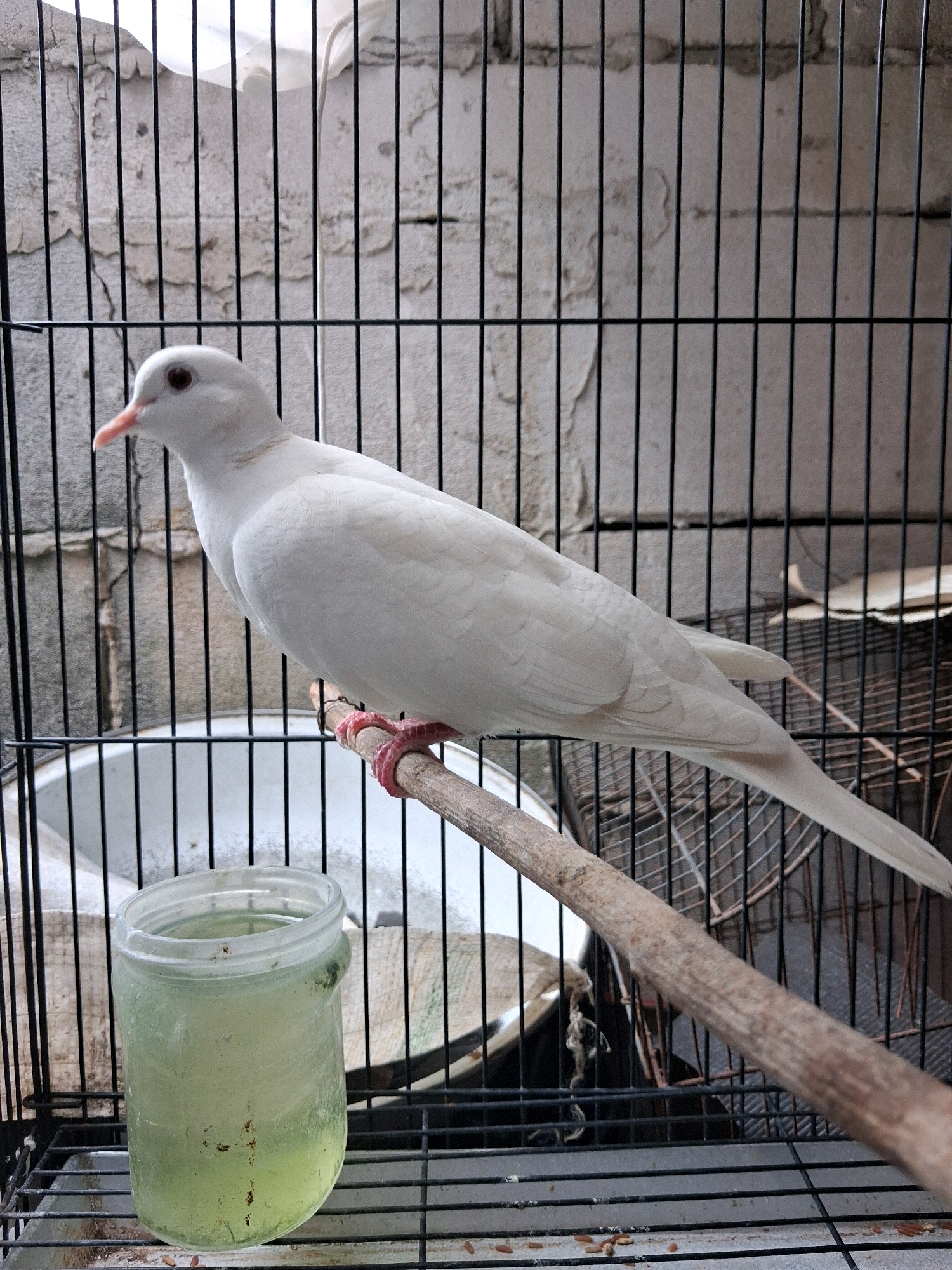 A white dove is perched on a wooden stick inside a black metal cage. The cage is situated against a textured, light-colored wall. To the left of the dove, a glass jar filled with a pale green liquid sits on the cage floor. The overall scene appears to be in an outdoor setting, possibly a backyard or balcony in North Jakarta, Indonesia, given the context of the provided information. The lighting suggests it is daytime.