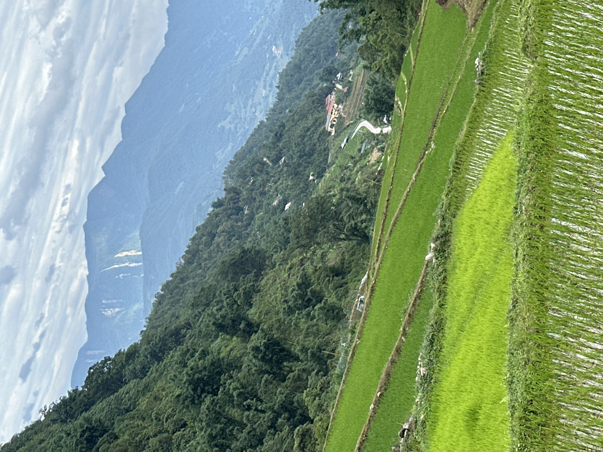 The image depicts a landscape in Ban Ho, Vietnam, showcasing terraced rice fields on a hillside. Lush green rice paddies dominate the right side of the frame, divided into distinct levels. A forested hillside covers the middle ground, with denser vegetation. A winding path and some buildings are visible amidst the trees. In the background, a tall, misty mountain range is partially obscured by clouds. The sky is overcast, with light filtering through the clouds.