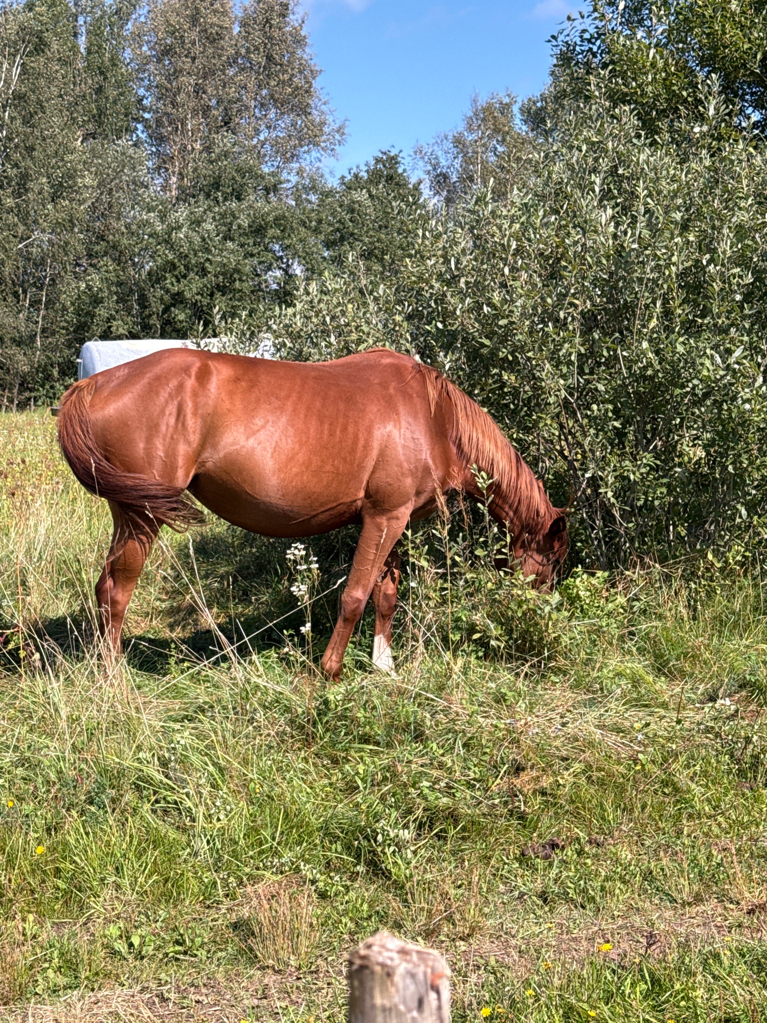 A brown horse is grazing in a grassy field near a line of trees and a large bush. The horse is facing right and its head is down in the vegetation. In the background, a white, cylindrical object is visible among the trees. The ground is covered in green and yellow grass, with a few scattered white flowers. The sky is blue with some clouds. There is a wooden post in the foreground. This scene is located in Galinė, Lithuania.