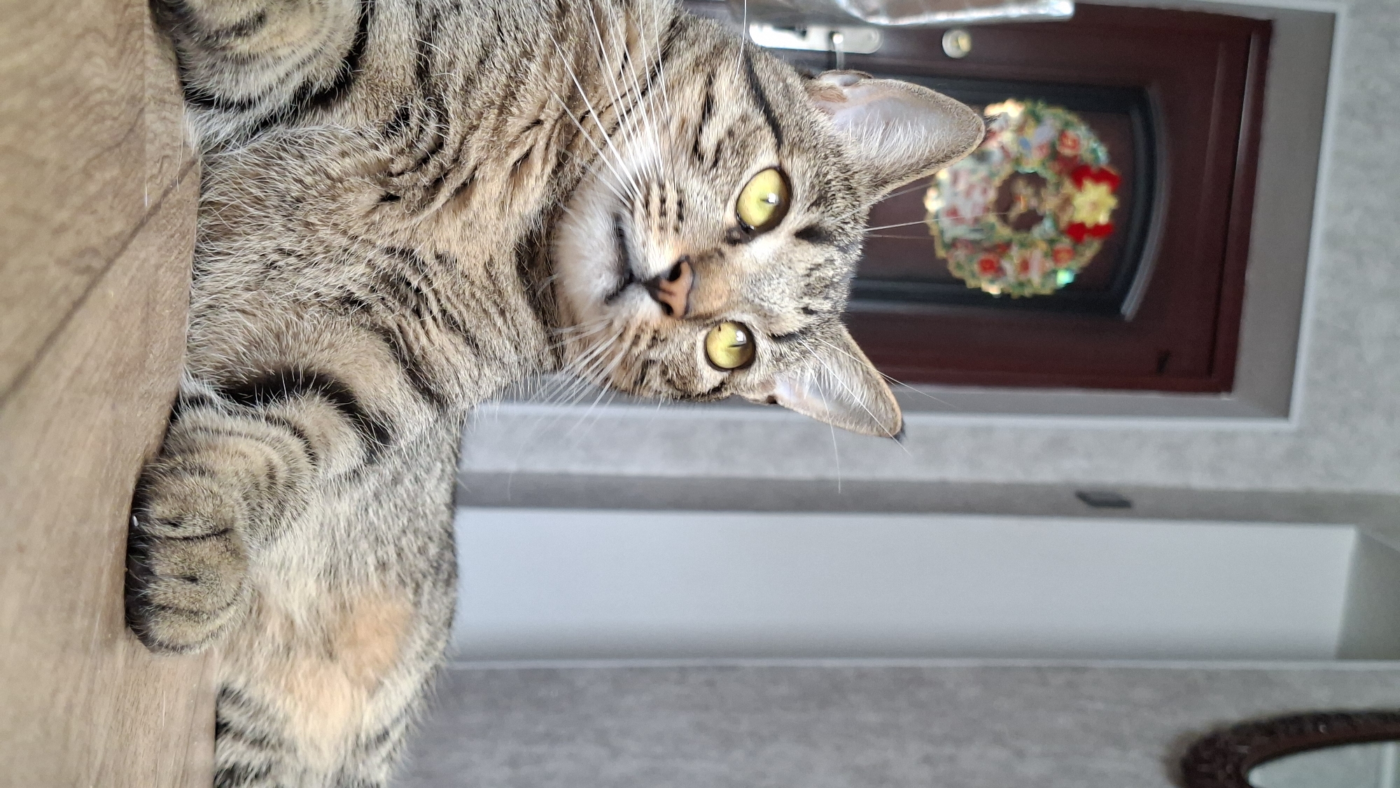 A tabby cat with bright yellow eyes is lying on a wooden floor. The cat is facing to the right, with its head turned towards the viewer. In the background, a dark brown door with a decorative wreath is visible. The wall on the right side of the image is light gray. The scene is indoors, likely in a residential setting. There is no indication of the location being in Myadzyel, Belarus.