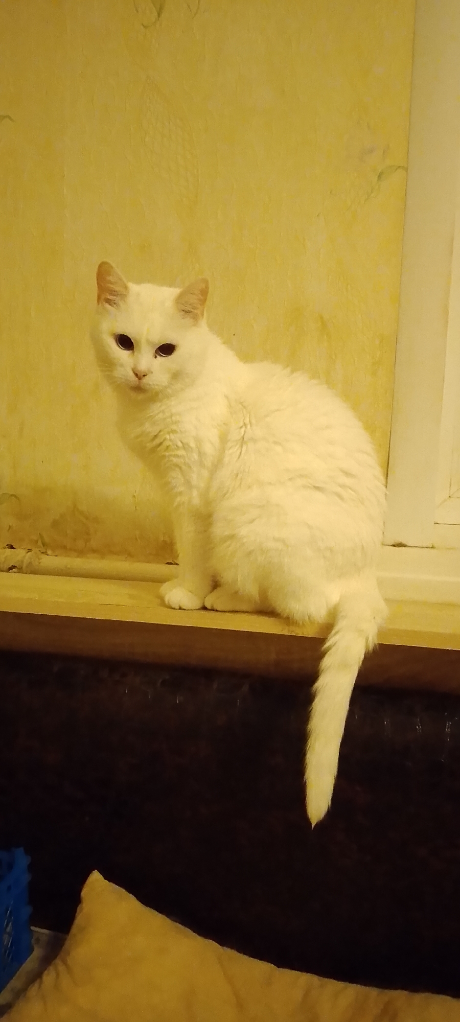 A white cat with dark eyes is sitting on a wooden surface in front of a textured yellow wall. The cat is facing the viewer, with its body turned slightly to the right. Its tail is extended downwards. The lighting is dim, casting a warm yellow glow over the scene. The background wall has a subtle pattern. To the right of the cat, a white vertical element, possibly a window frame, is visible. Below the wooden surface, there is a dark area with some blurry objects, including a blue plastic crate and a yellow cushion. The image appears to be taken indoors.