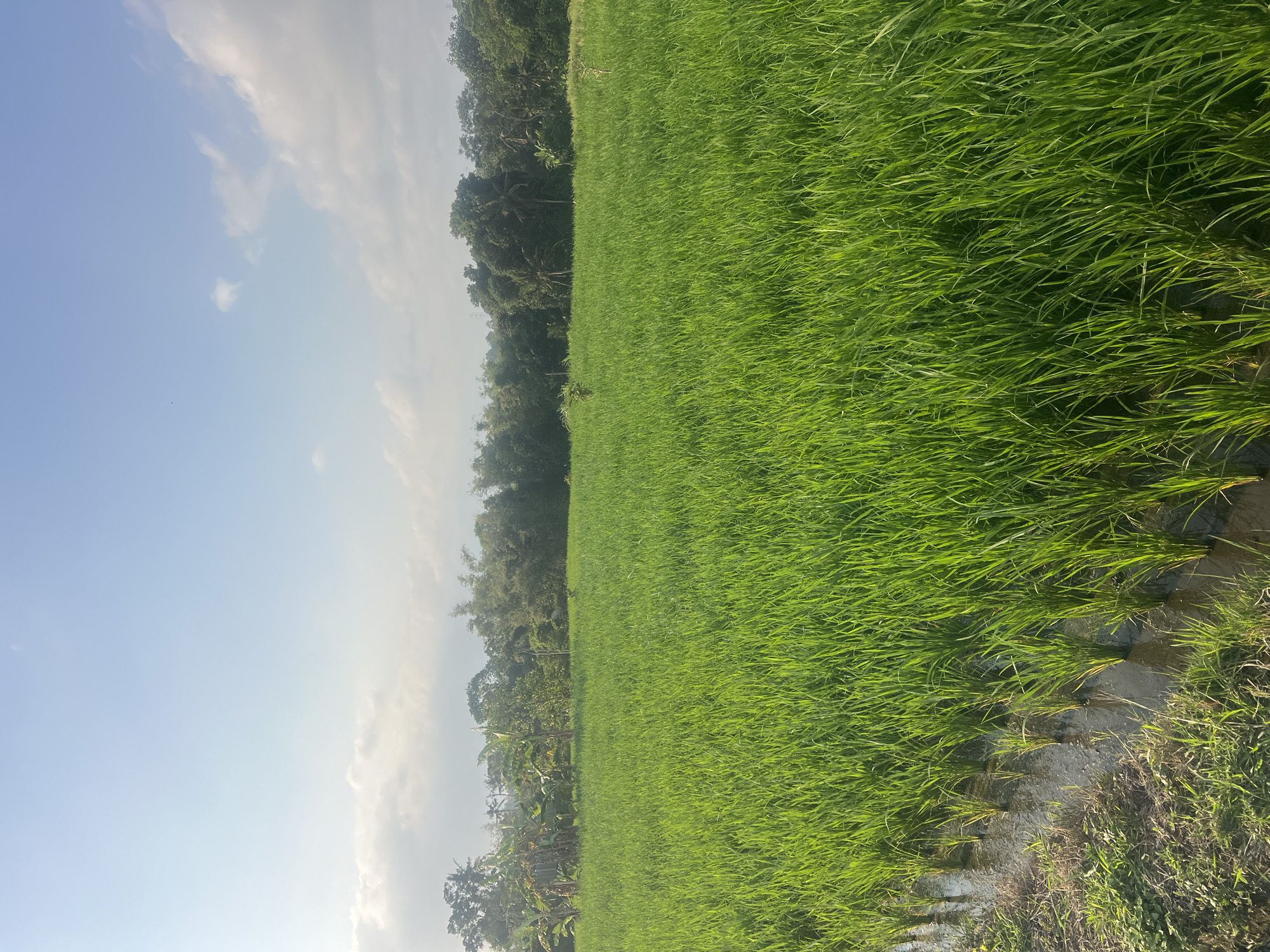 The image depicts a lush, green rice paddy field in the city of Kediri, Indonesia. The field is flooded with water, and young rice plants are neatly arranged in rows. The vibrant green of the rice stalks dominates the foreground and midground, stretching towards a line of diverse trees in the background. These trees include banana trees, palm trees, and bamboo, forming a dense natural border. Above the trees, a bright blue sky with scattered white clouds completes the serene landscape. The sunlight illuminates the scene, casting a gentle glow on the water and the vegetation. The overall impression is one of agricultural beauty and tranquility.