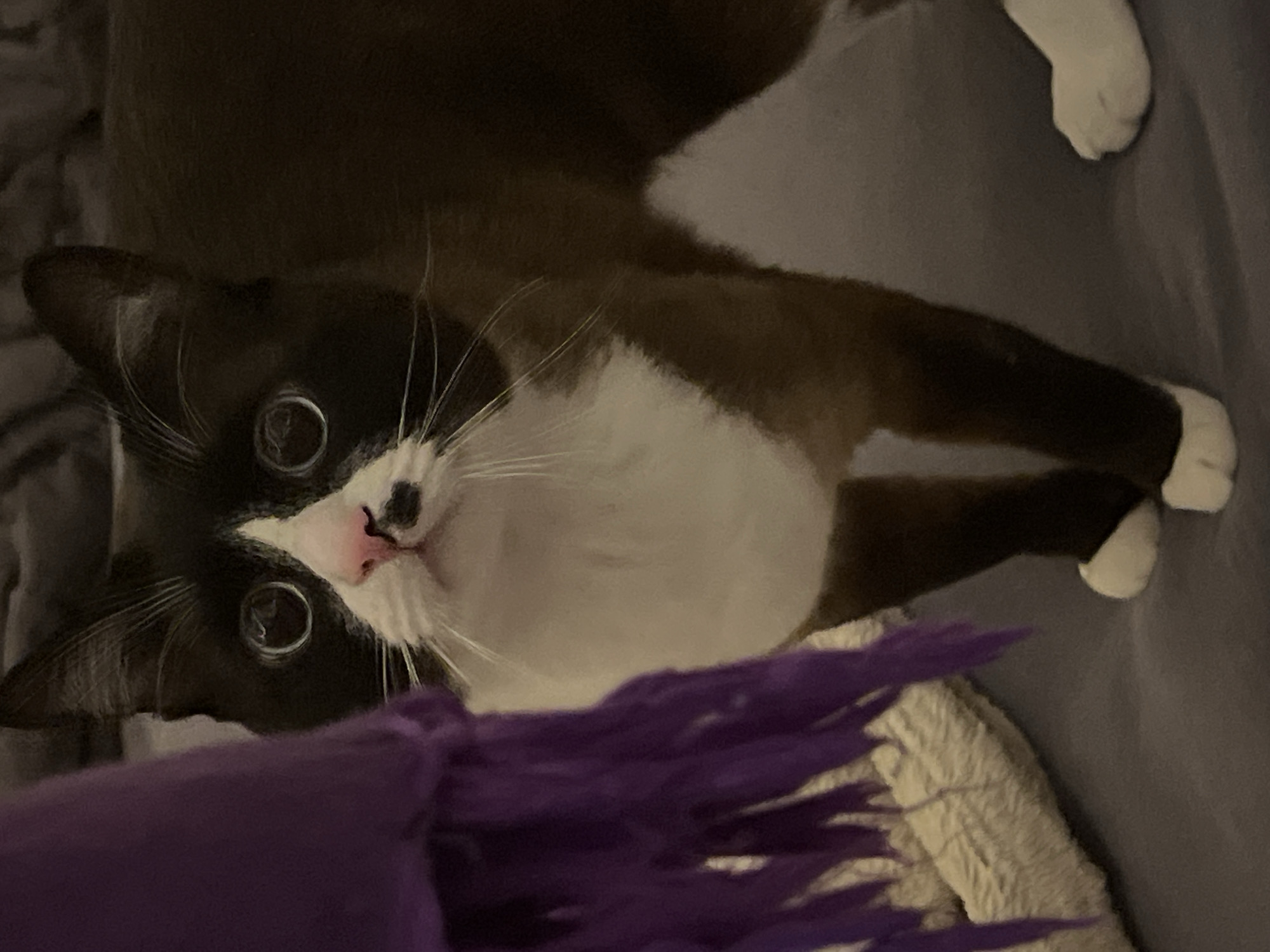 A tuxedo cat with black and white fur is lying on a gray surface with a purple object in the foreground. The cat has large, round eyes, a pink nose, and white whiskers. Its body is mostly black, with a white chest and paws. The gray surface appears to be a bed or sofa. The purple object is fuzzy and has a spiky texture. The location in Noviy, Russia is not discernible from the image.