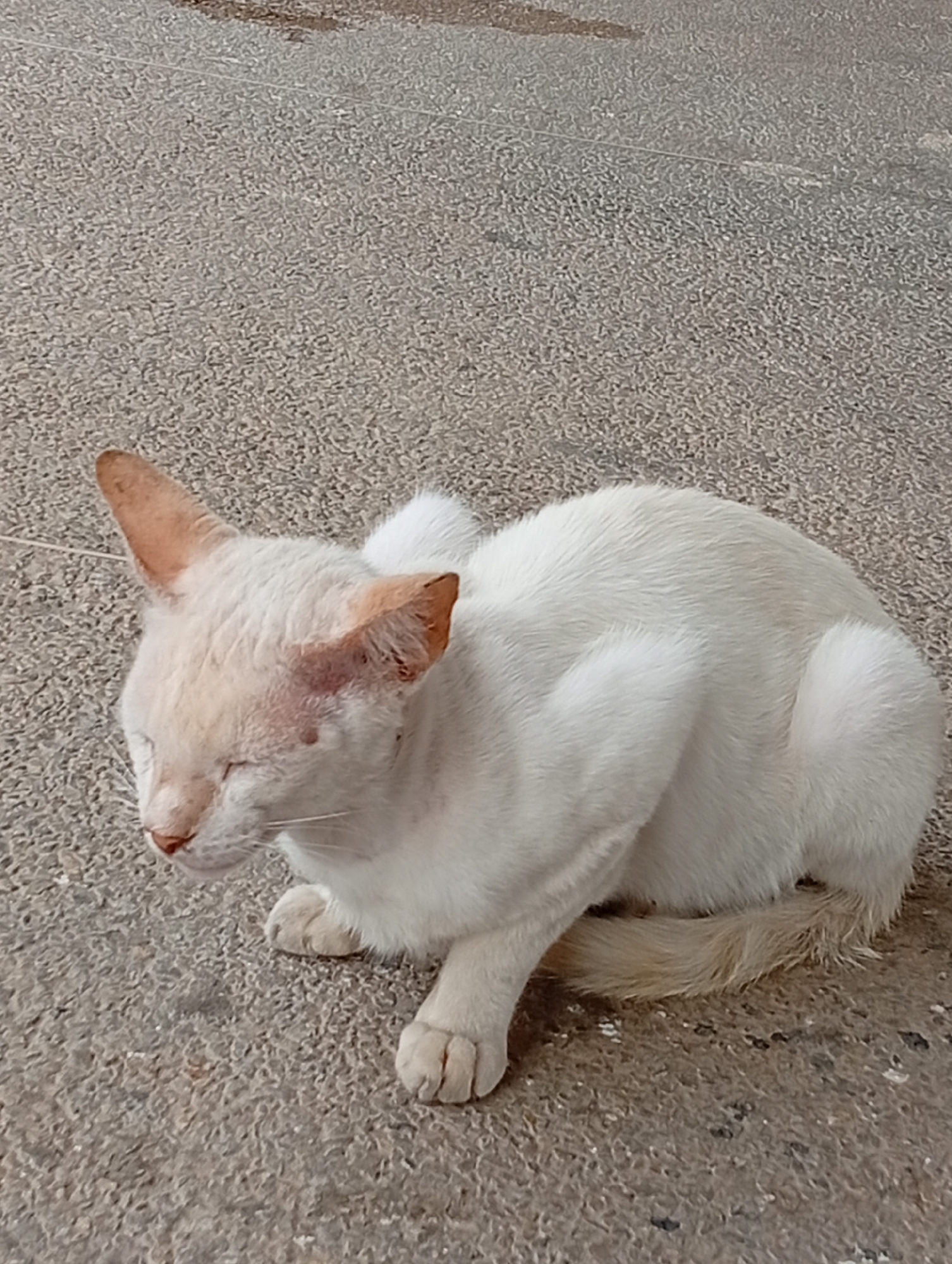 A white feline is depicted resting on a textured, granular ground surface in Juan Griego, Venezuela. The cat's body is predominantly white, with light tan or brownish markings on its ears, snout, and tail. Its eyes are closed. Areas of redness and irritation are visible on the top of its head and around the base of its ears. The animal is crouched with its limbs tucked beneath its body, and its tail is curled around its hindquarters. The ground surface is mottled grey and brown, consistent with concrete or asphalt.