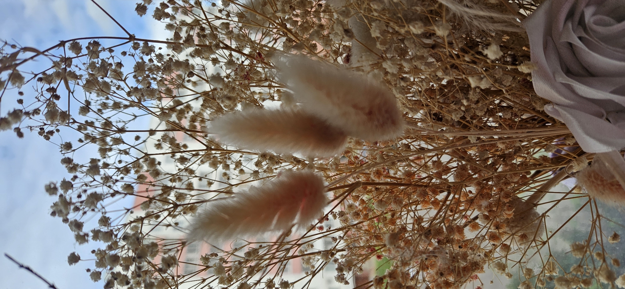 The image displays a close-up view of a bouquet of dried flowers, predominantly baby's breath and what appear to be ornamental bunny tail grass. The bouquet is positioned in front of a window, through which a building with a light-colored facade and red accents can be seen. The sky is visible through the window, with scattered clouds. The foreground is dominated by the delicate, dried floral elements, with two fluffy, light-pink elements from the bunny tail grass being most prominent and in sharp focus. The rest of the bouquet and the background are slightly blurred, creating a shallow depth of field. The lighting suggests it is daytime. The scene is static and does not depict any people or actions. There is no information in the image to determine a specific location within Vitsebsk, Belarus, other than it is likely an indoor setting looking out a window.