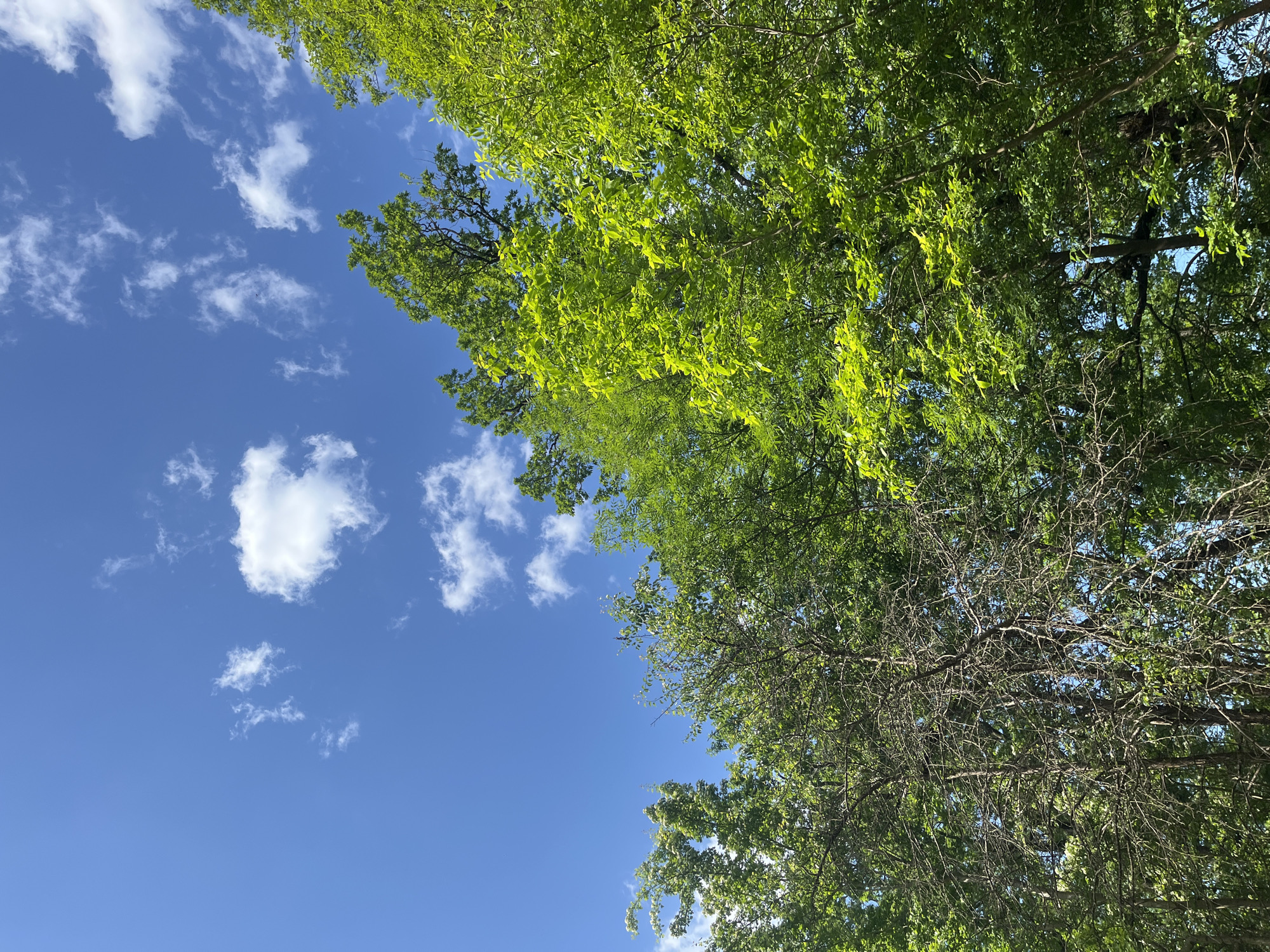 The image shows a view looking upwards towards a bright blue sky with scattered white clouds. A large tree occupies the right side of the frame, its branches and leaves filling a significant portion. Some of the tree branches have green foliage, while others appear to be more bare. The location of Saratovskaya, Russia is not discernible from the image.