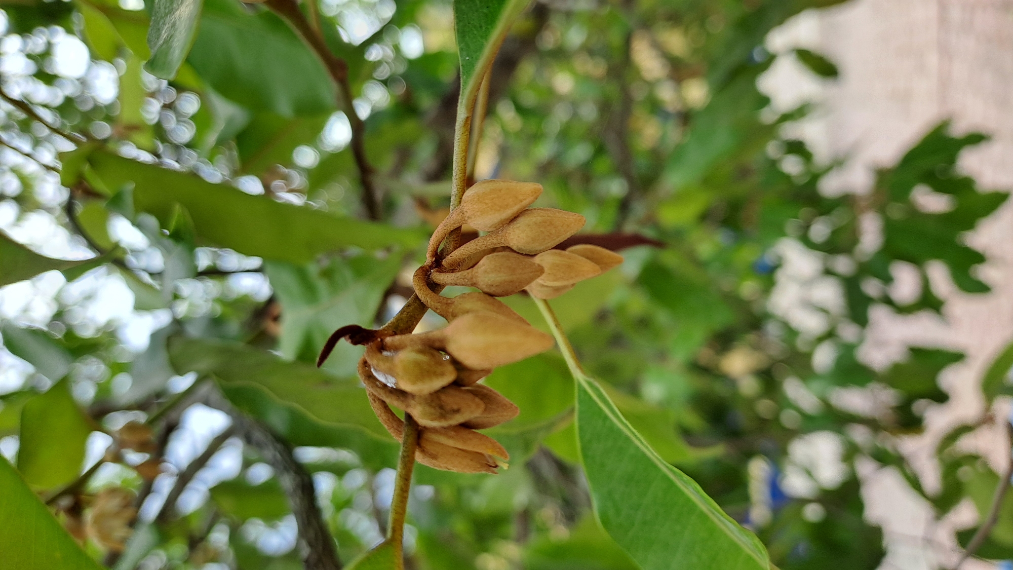 In the city of Payameuneng, Indonesia, a close-up, eye-level shot focuses on a branch of a tree laden with clusters of small, light brown, bud-like flowers. The flowers, hanging from thin stems, are elongated and pointed, with a slightly fuzzy texture. The branch itself is thin and brown, with one visible leaf in the foreground that is a vibrant green with a serrated edge. The background is blurred, creating a bokeh effect, with diffused green foliage and bright, circular highlights of light, suggesting sunlight filtering through the leaves. The overall impression is one of nature's delicate details captured in a natural, outdoor setting.