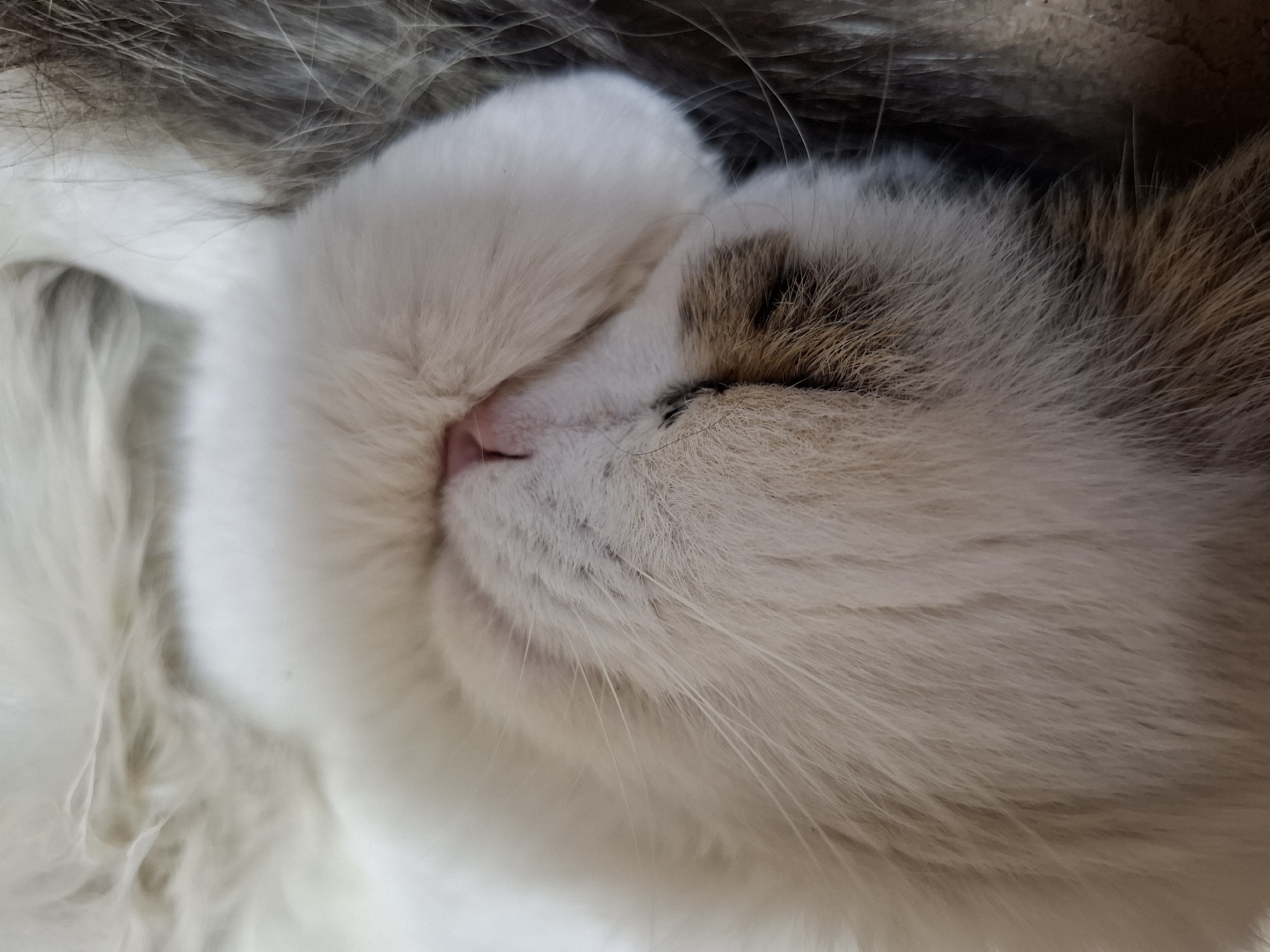 The image shows a close-up of a sleeping cat. The cat has a pink nose and white and brown fur. It is curled up, with its face nestled into its body. The location is not discernable from the image. There are no people, other subjects, objects, actions, interactions, or environmental details visible beyond the cat itself.