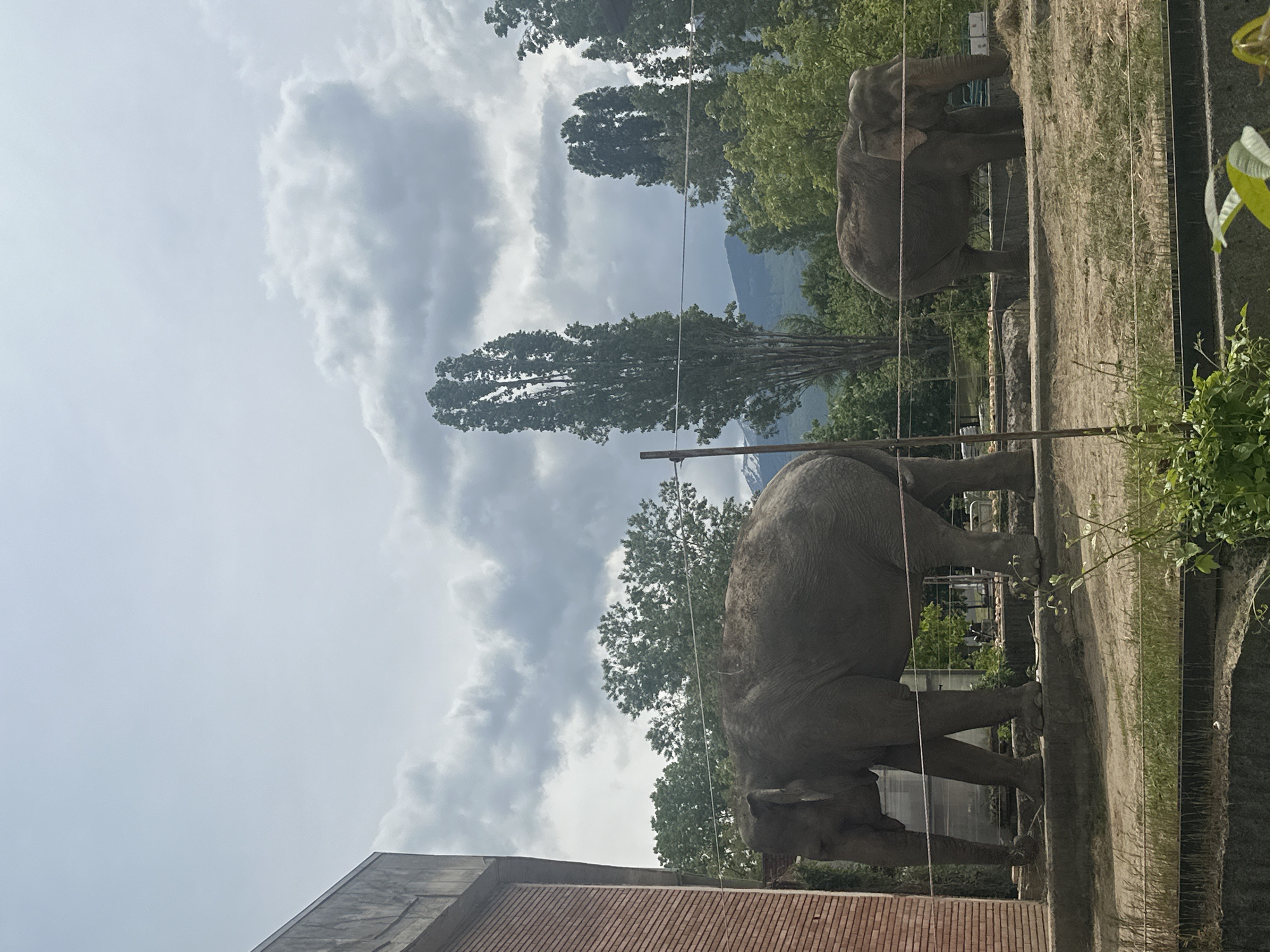 Two elephants stand in an enclosure at Sofia Zoo, Sofia, Bulgaria. The enclosure is bounded by a concrete wall, partially obscured by grass and foliage. A wire fence runs along the top of the wall. Tall, slender trees are in the background. A mountain is visible in the distance. A brick building is at the bottom left of the image. The sky is partly cloudy.