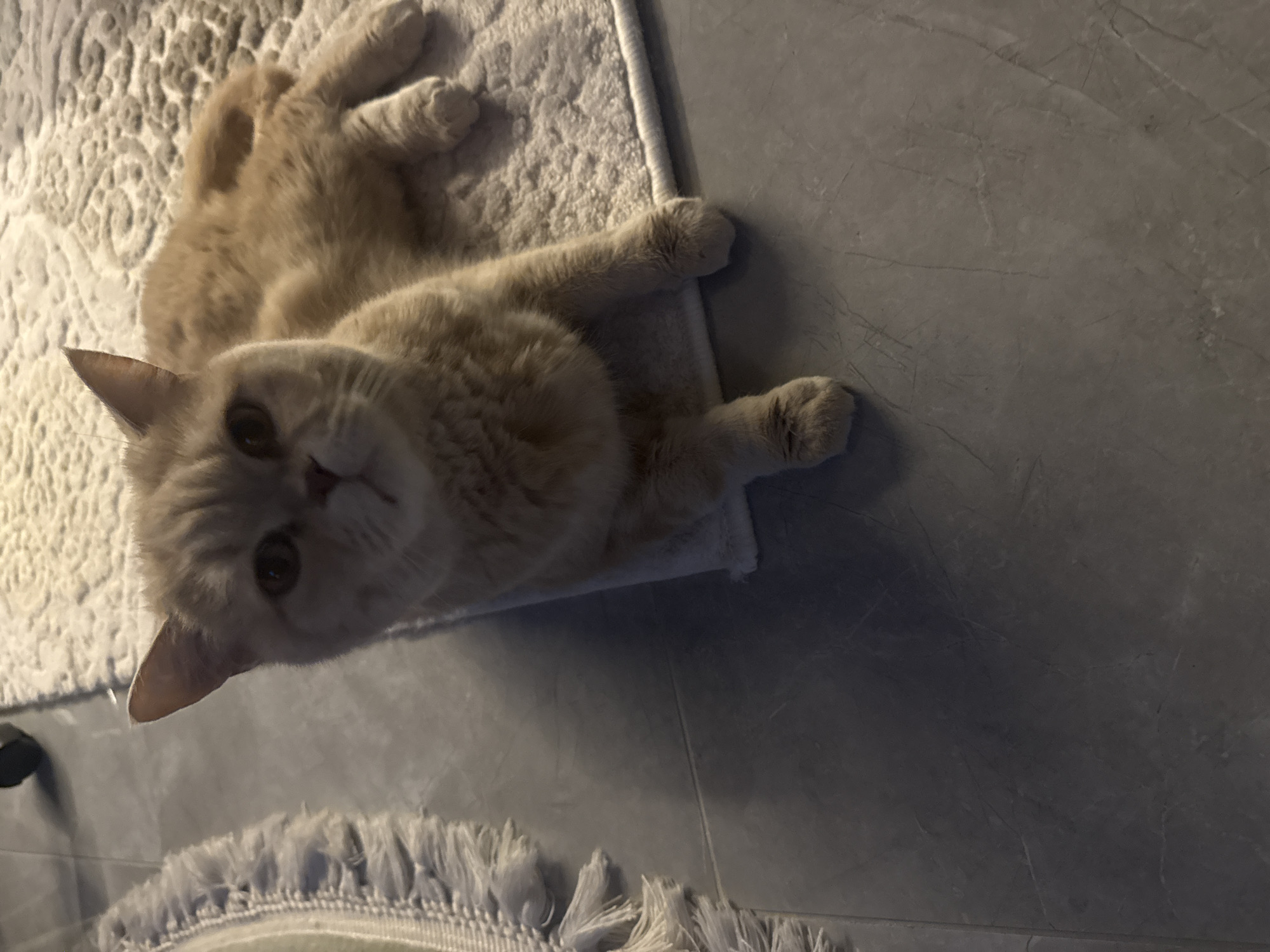 A light-orange cat is lying on a patterned white rug that sits partially on a gray tile floor. The cat is positioned with its head facing the camera, and its body extends across the rug. Its paws are visible, resting on both the rug and the tile floor. The floor is smooth with visible veining. Another rug with fringe is visible in the lower part of the image. The scene is indoors. The location appears to be Unknown, Unknown.