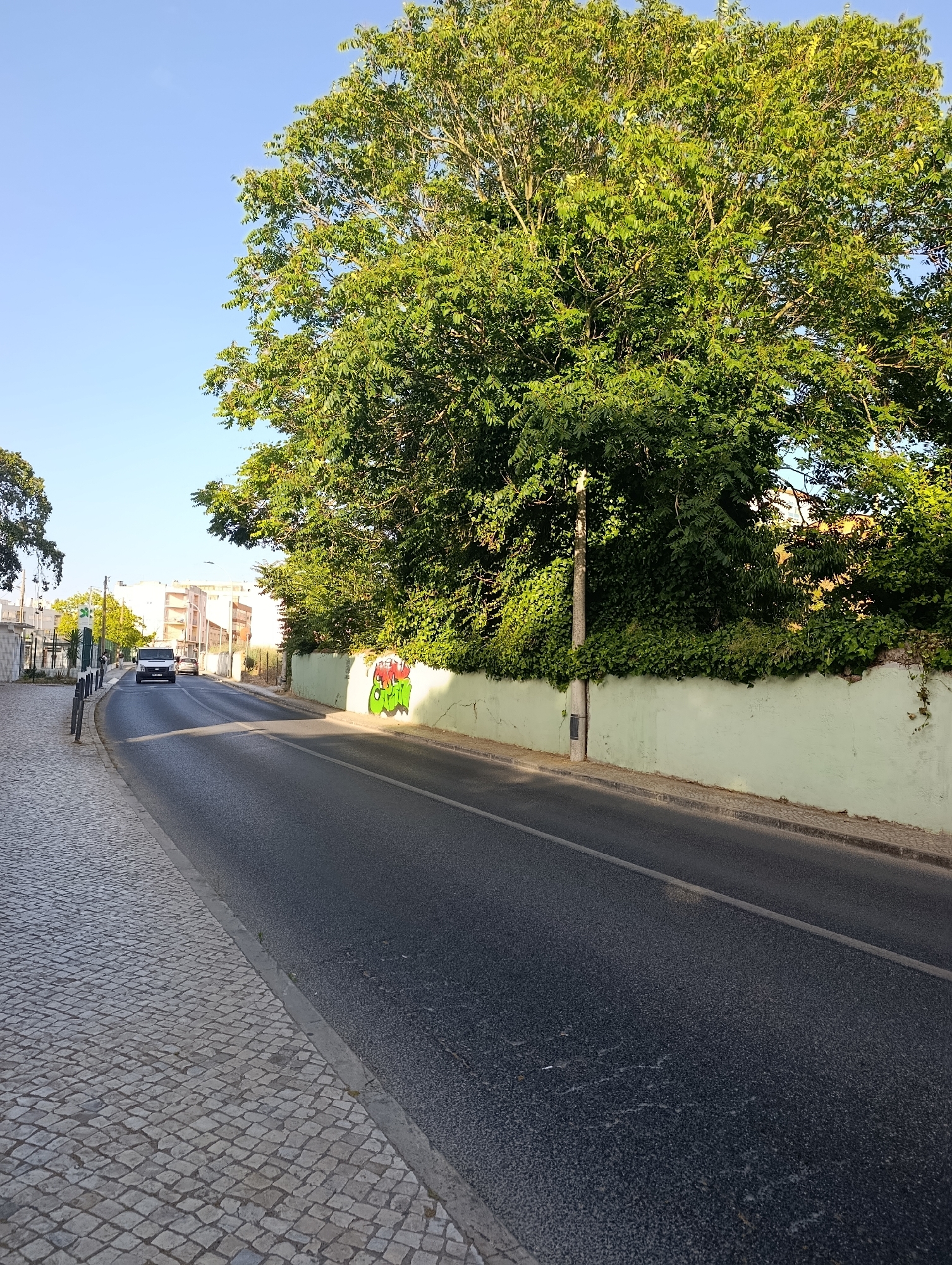 This image depicts a street scene in Setúbal, Portugal. On the left side of the frame, a cobblestone sidewalk runs alongside the road. The road itself is asphalt, with a single white line marking its center. Several cars are visible on the road. A tall, leafy green tree dominates the upper right portion of the image, casting shadows on the road. A light green wall runs along the right side of the road, partially obscured by dense greenery. Graffiti, rendered in green and red, is visible on this wall. In the background, buildings and more trees can be seen. The sky is clear and blue, indicating a sunny day. The overall scene is a typical urban street with natural elements.